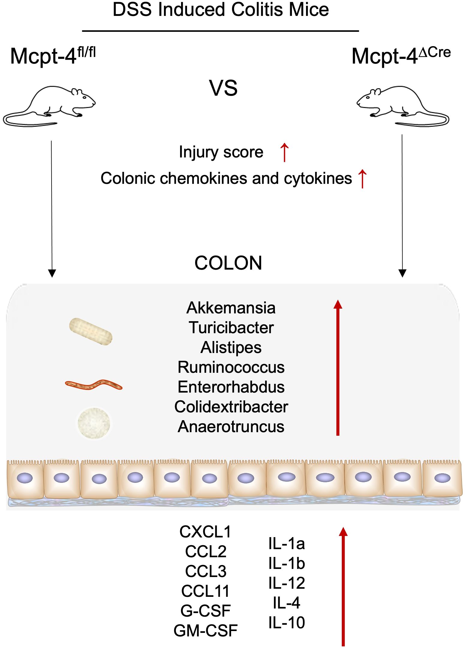 Diagram illustrating DSS-induced colitis in mice. Two groups, Mcpt-4^fl/fl and Mcpt-4^ΔCre, are compared. Differences include increased injury score and heightened colonic chemokines and cytokines in Mcpt-4^ΔCre. Colonic bacteria and specific cytokines, including CXCL1, CCL2, and IL-1a, are highlighted with upward arrows indicating increase.
