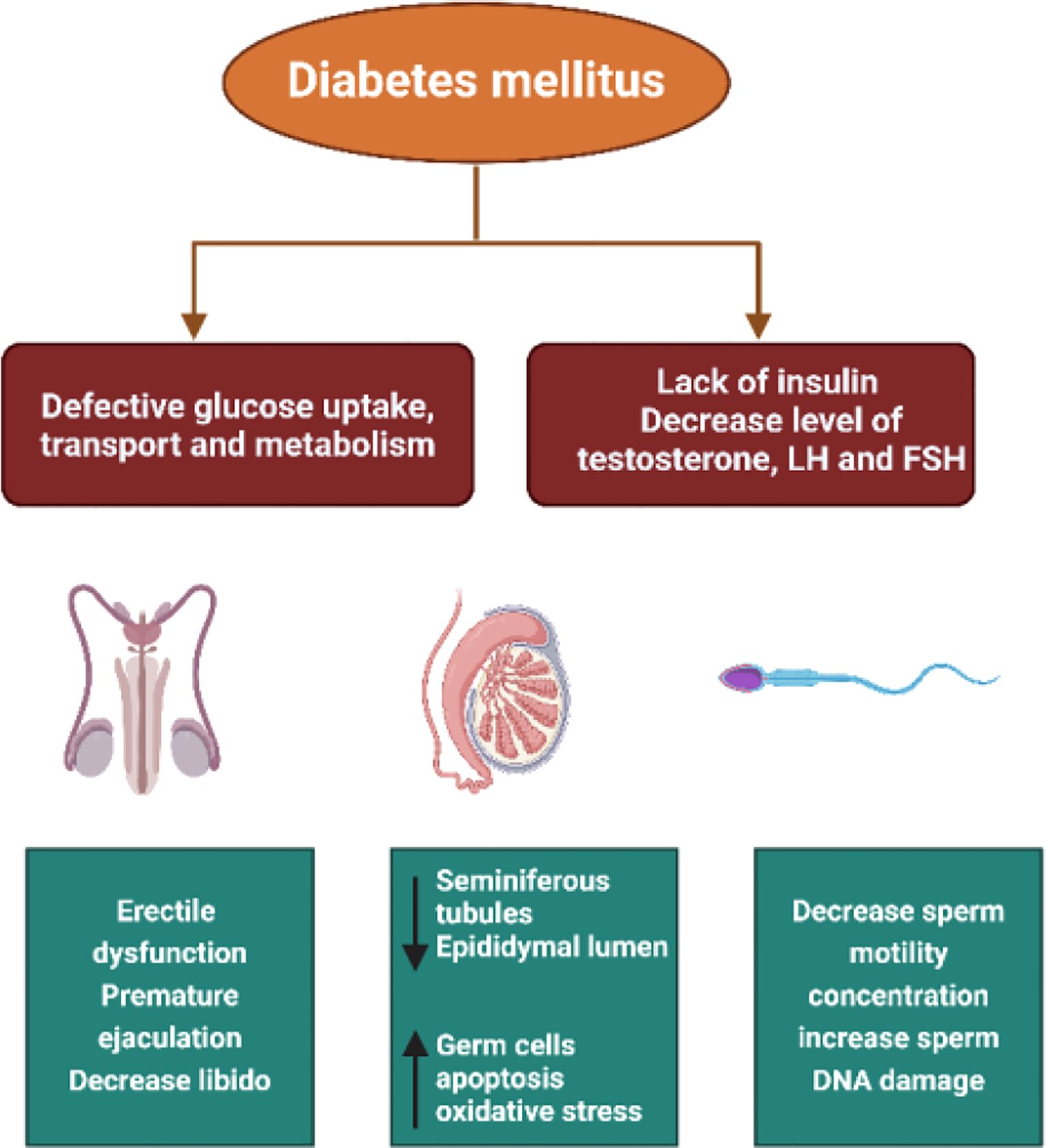 Flowchart depicting the effects of diabetes mellitus: impaired glucose uptake and insulin deficiency lead to reproductive issues. Defective uptake causes erectile dysfunction, premature ejaculation, and decreased libido. Insulin deficiency reduces testosterone, LH, and FSH, affecting seminiferous tubules and increasing germ cell apoptosis. There is also decreased sperm motility and concentration, with increased DNA damage.