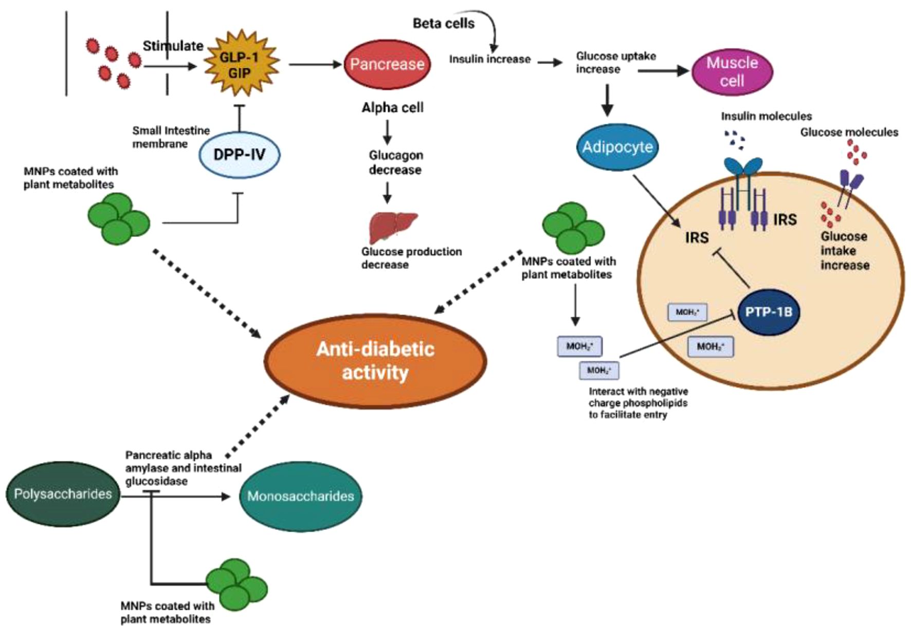 Diagram depicting anti-diabetic activity pathways, including GLP-1 and GIP stimulation of the pancreas, increasing insulin and decreasing glucagon, leading to glucose uptake in muscle cells. It shows the role of DPP-IV, polysaccharides, monosaccharides, PTP-1B, and MNPs coated with plant metabolites, interacting with adipocytes and muscle cells to regulate glucose production and intake.