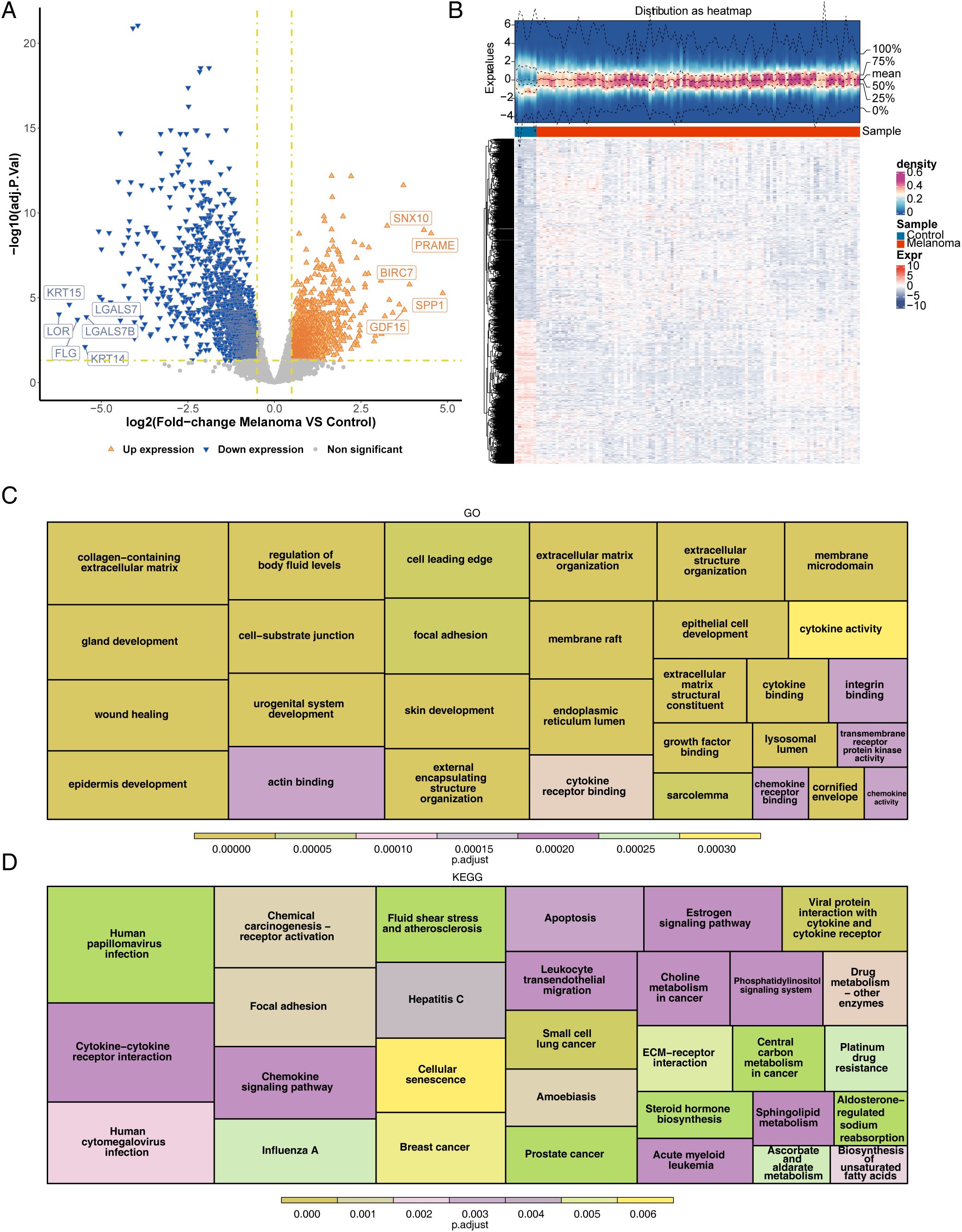 Panel A displays a volcano plot showing gene expression changes in melanoma versus control, with blue indicating downregulation and orange indicating upregulation. Panel B includes a heatmap of gene expression distribution. Panel C shows a Gene Ontology (GO) enrichment map highlighting biological processes, while Panel D presents a KEGG pathway map. Each section details specific genes or pathways, providing insights into melanoma's molecular alterations.