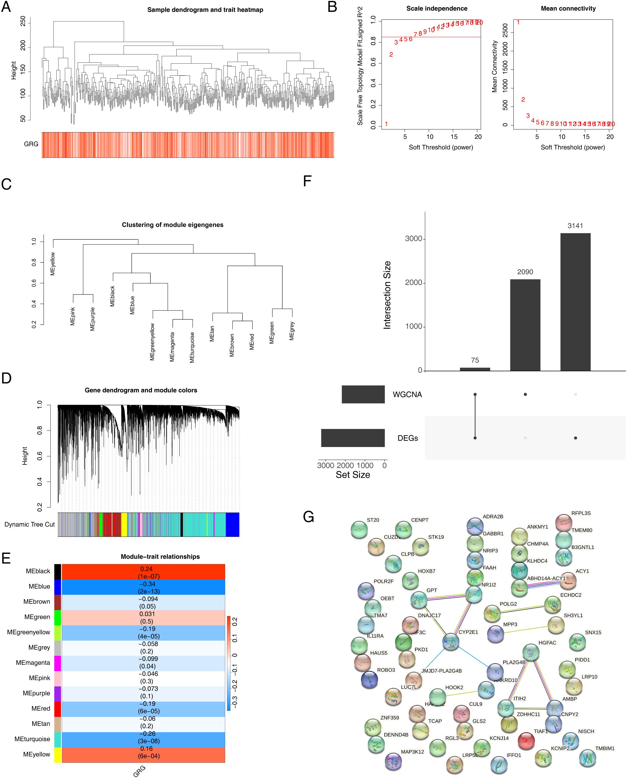Panel of analyses and visualizations related to gene expression: A. Sample dendrogram and trait heatmap displaying hierarchical clustering with a GRG trait bar. B. Plots showing scale independence and mean connectivity for various soft thresholds in network analysis. C. Dendrogram for clustering module eigengenes indicating relationships between gene modules. D. Gene dendrogram and module colors with dynamic tree cut for module identification. E. Heatmap of module-trait relationships showing correlations and p-values for different gene modules. F. Bar chart showing intersection size of differentially expressed genes (DEGs) and WGCNA modules. G. Network of protein-protein interactions with labeled nodes representing different proteins.