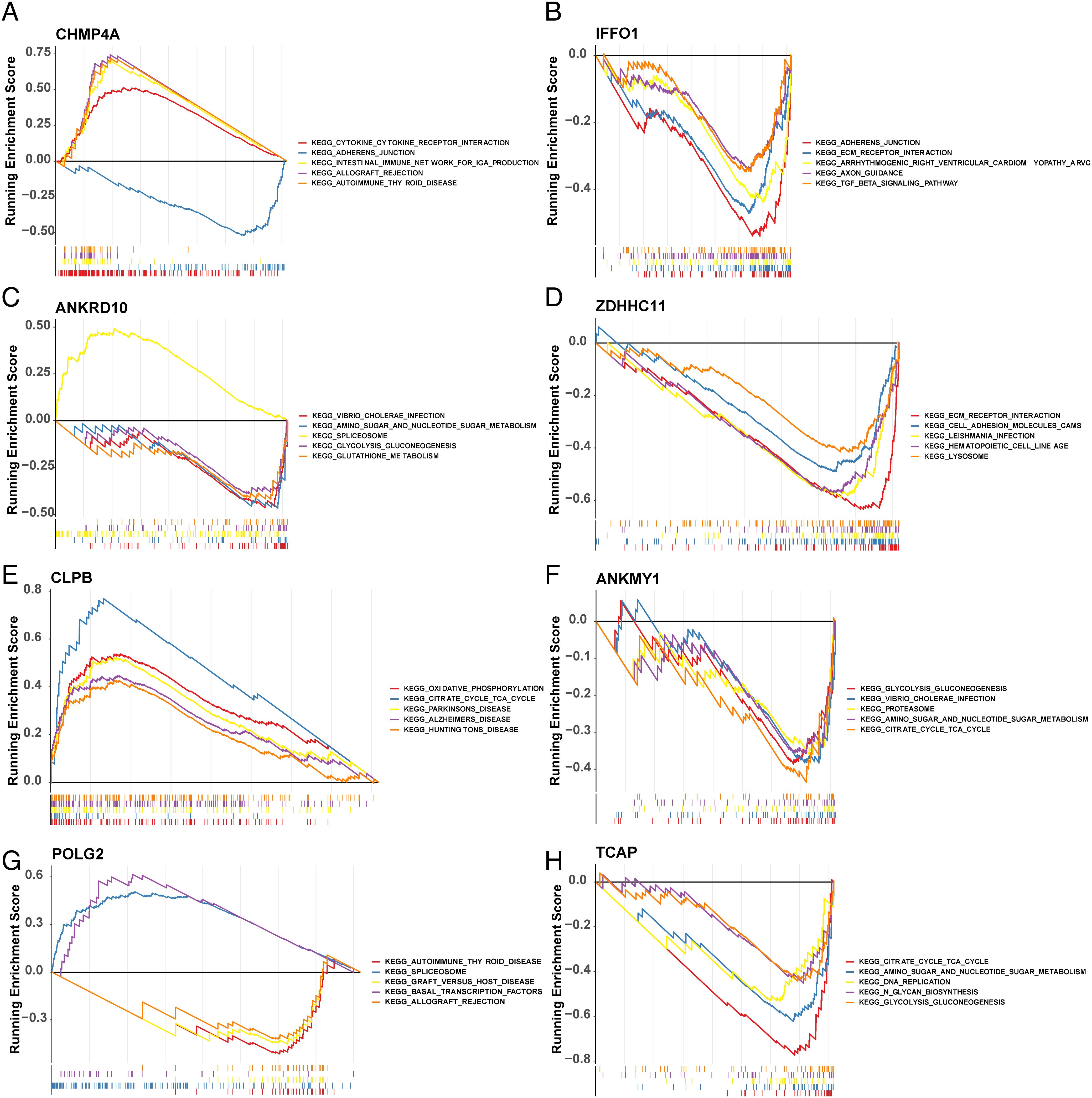 Eight graphs labeled A to H, each showing a “Running Enrichment Score” on the Y-axis and a ranked gene list on the X-axis. Each graph displays multiple lines representing different KEGG pathways. Key pathways are annotated beside each graph, showing varied trends in enrichment.