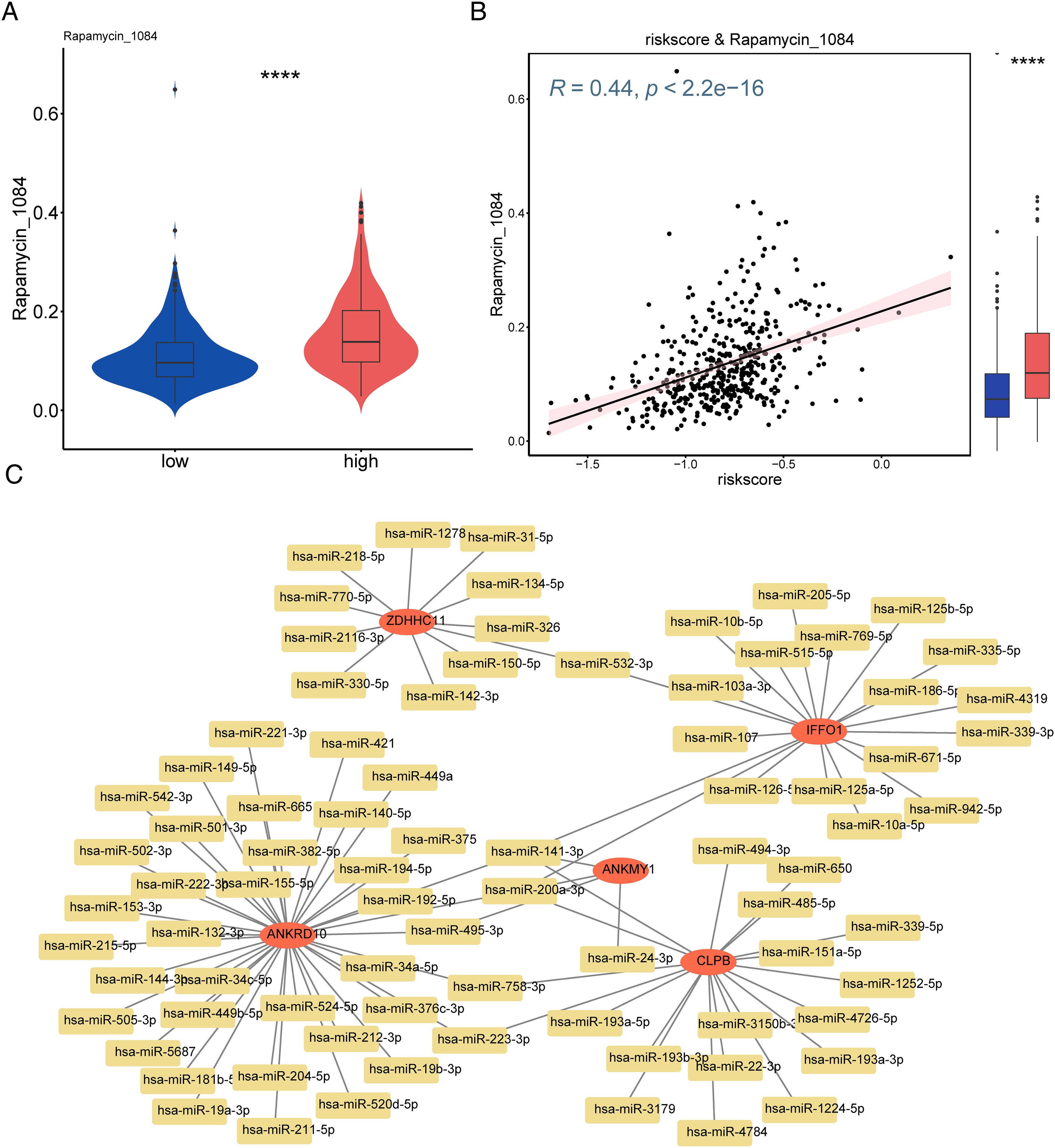 Panel A shows a violin plot comparing rapamycin_1084 levels between low and high groups. Panel B presents a scatter plot with a regression line, indicating a positive correlation between risk score and rapamycin_1084, with R equals zero point four four. Panel C is a network diagram illustrating interactions, with red nodes representing specific genes and yellow nodes showing associated microRNAs.