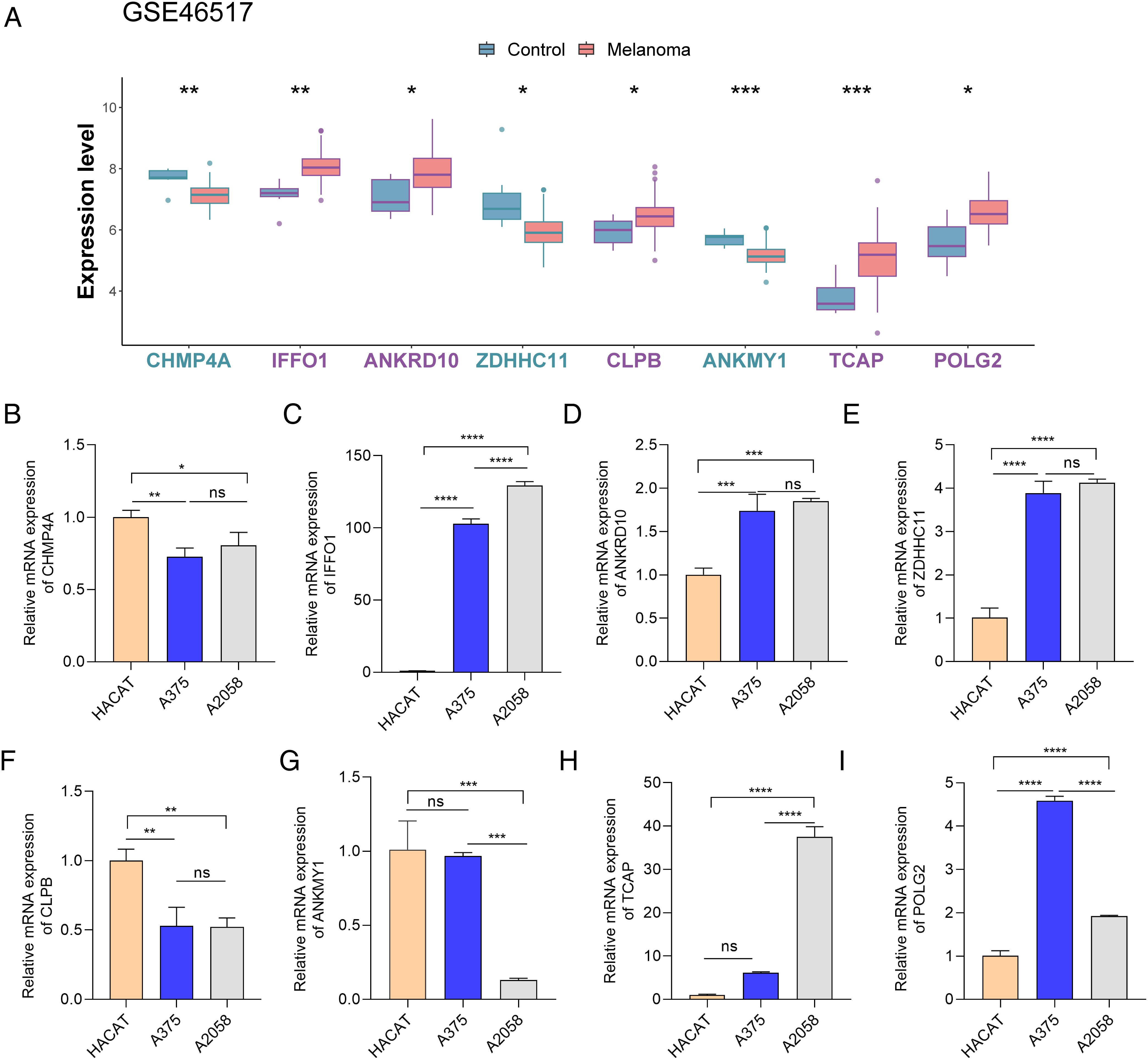 Boxplots (Panel A) show gene expression levels of CHMP4A, IFFO1, ANKRD10, ZDHHC11, CLPB, ANKMY1, TCAP, and POLG2 in control and melanoma samples, indicating significant differences. Bar charts (Panels B-I) display relative mRNA expression levels of the same genes across HCAT, A375, and A2058 cell lines, highlighting statistical significance and variations. Statistical significance is indicated with asterisks: *p<0.05, **p<0.01, ***p<0.001, ****p<0.0001; ns denotes not significant.