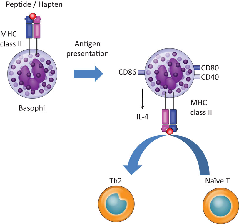 Basophils Basophils: Definition,