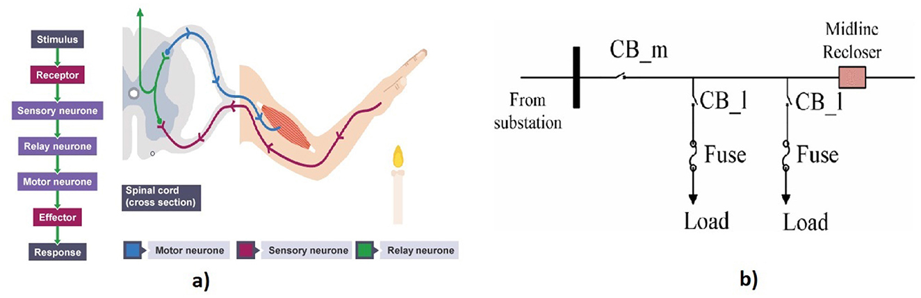 The image compares two systems. (a) Shows a biological reflex arc: a stimulus is detected by a receptor, travels through sensory, relay, and motor neurons in the spinal cord, then activates an effector to produce a response. (b) Illustrates an electrical distribution network: current flows from a substation through circuit breakers (CB_m and CB_1), fuses, and loads, with a midline recloser managing faults. The diagram highlights parallels between neural and electrical circuit response systems.