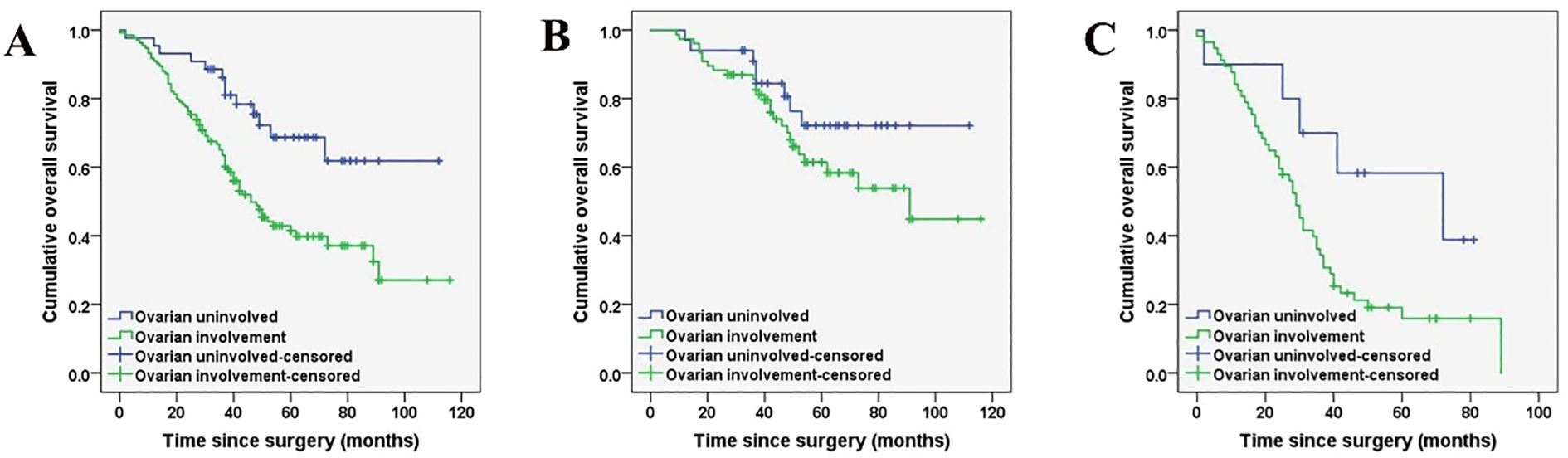 Kaplan-Meier survival curves showing cumulative overall survival over time since surgery in months for three groups. Graph A shows greater survival differences between ovarian involvement and non-involvement groups compared to B and C. Blue lines represent ovarian uninvolved and green represent ovarian involvement, with “+” indicating censored data points.