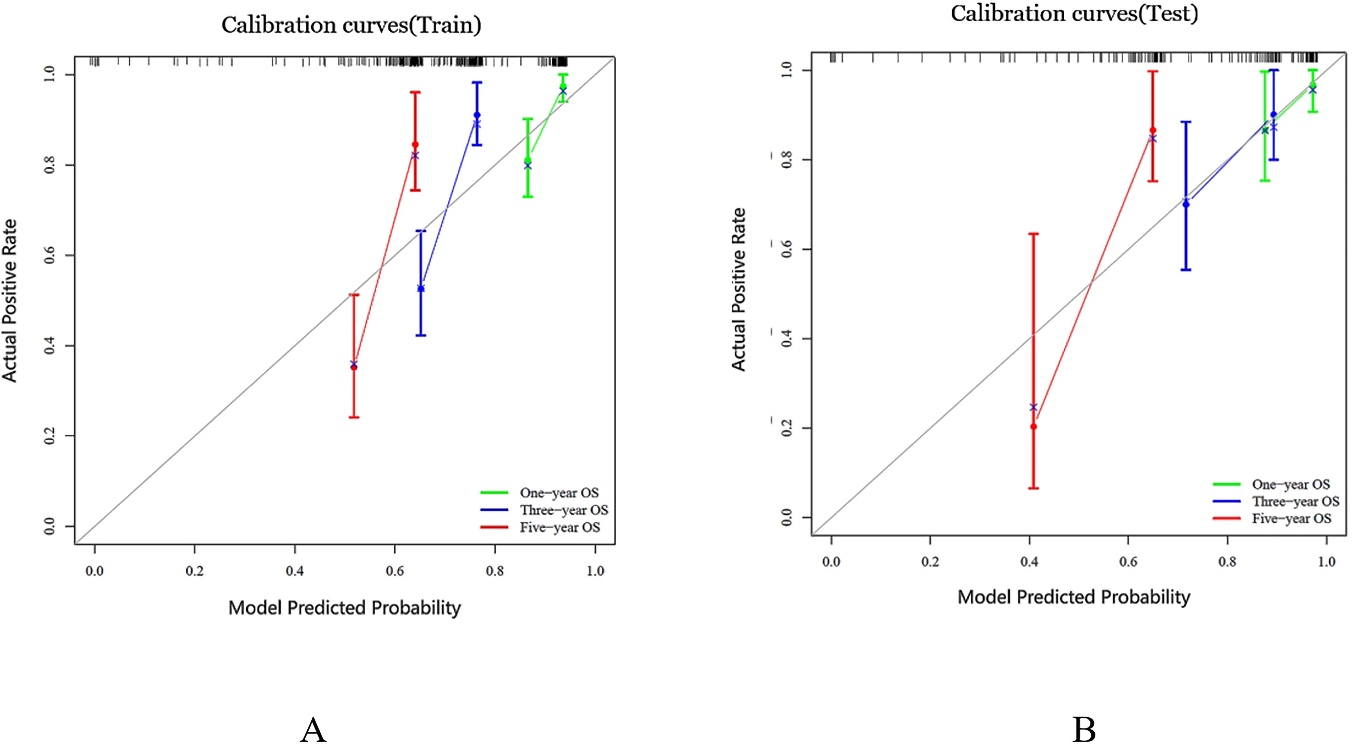 Two calibration curve plots compare model predictions against actual positive rates. Plot A shows training data; Plot B shows test data. Both feature curves in green, blue, and red, representing one-year, three-year, and five-year overall survival (OS). The x-axis depicts model predicted probability, while the y-axis shows actual positive rate. Error bars indicate variability.