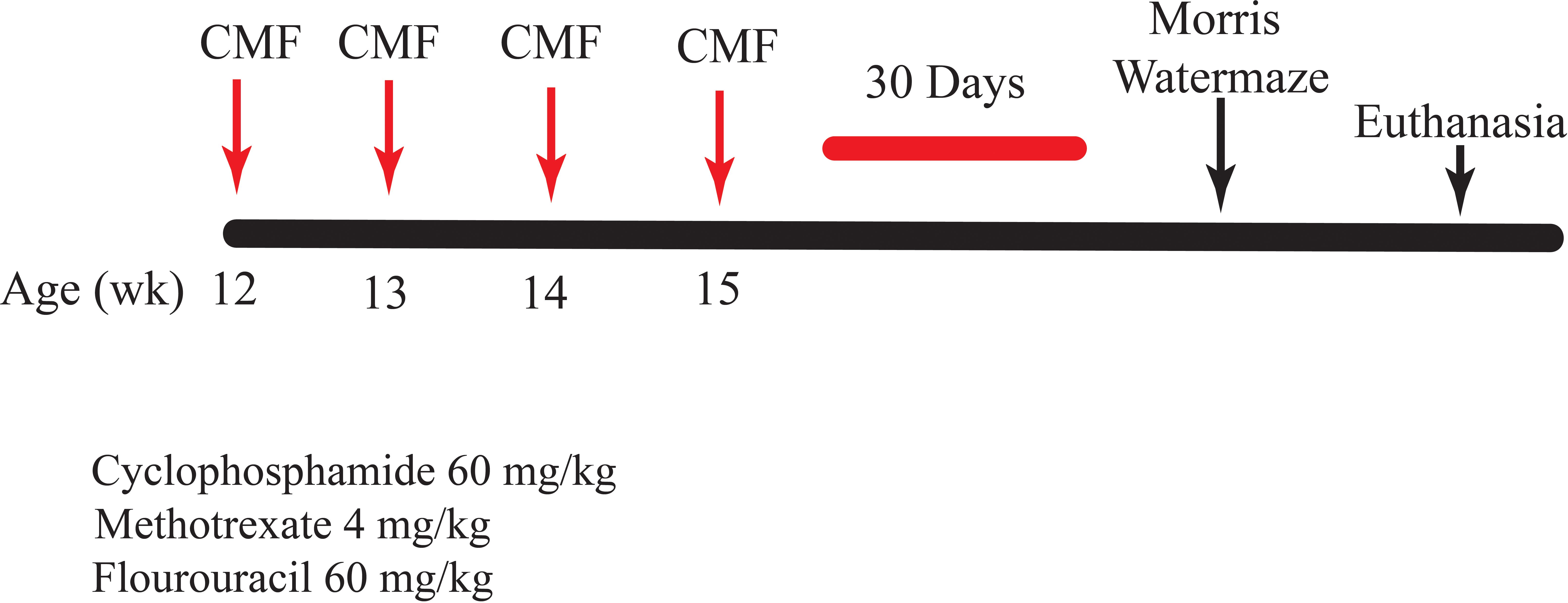 Timeline of a study conducted over four weeks showing CMF treatment at ages twelve to fifteen weeks with red arrows, followed by Morris water maze testing at fifteen weeks, and euthanasia. CMF consists of Cyclophosphamide 60 mg/kg, Methotrexate 4 mg/kg, and Fluorouracil 60 mg/kg.