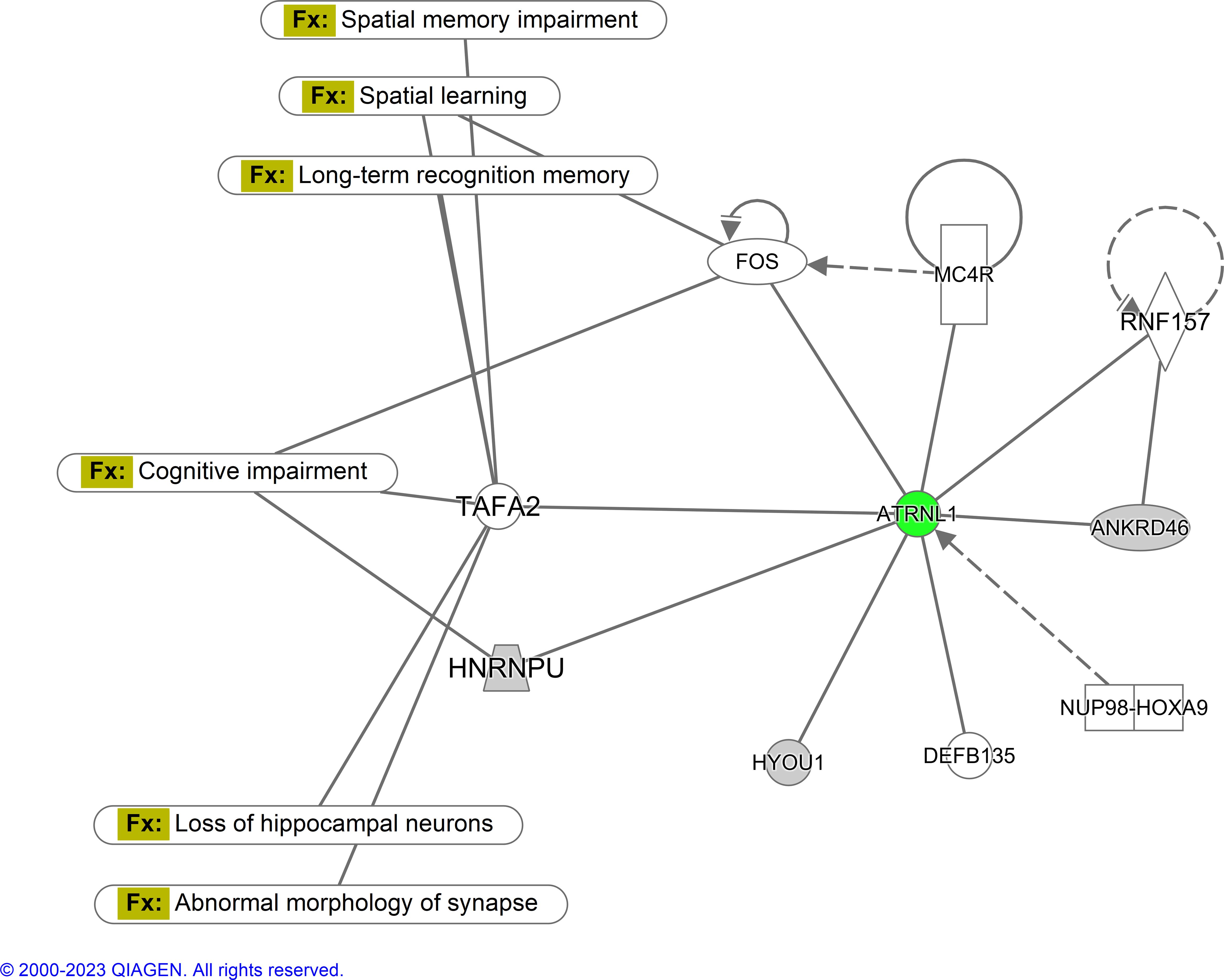 Network diagram illustrating connections between various genes and cognitive functions. Central node ATRNL1 is linked to several nodes, including FOS and TAFA2, which are associated with effects like cognitive impairment and spatial memory impairment. The diagram suggests interactions between genes and physiological outcomes.