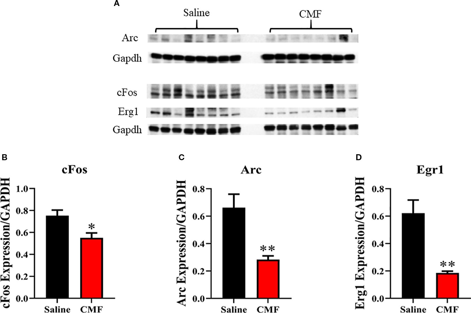 Panel (A) shows Western blot results for Arc, cFos, and Erg1 proteins with GAPDH as a control, comparing saline and CMF treatments. Panels (B), (C), and (D) present bar graphs of cFos, Arc, and Erg1 expression normalized to GAPDH, respectively. Saline groups have higher expression levels compared to CMF groups, with significant reductions marked by asterisks.