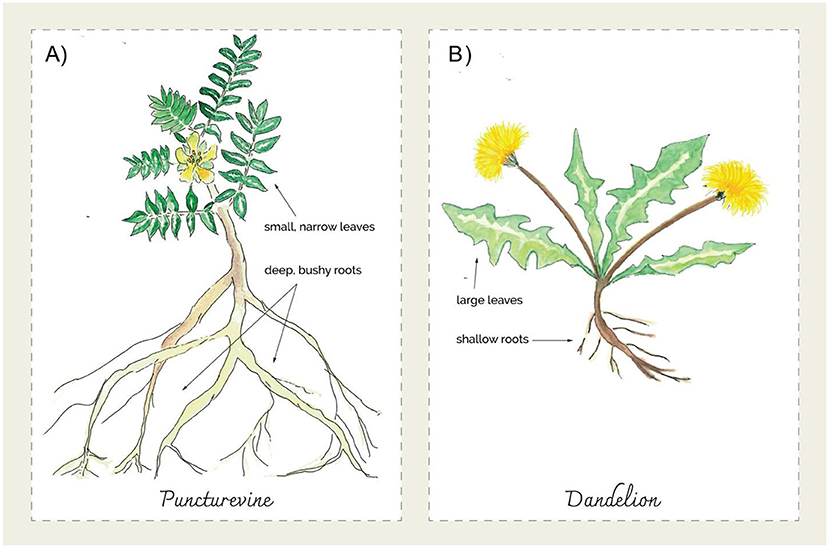 Figure 1 - Differences between desert plants and plants that grow in cooler environments.