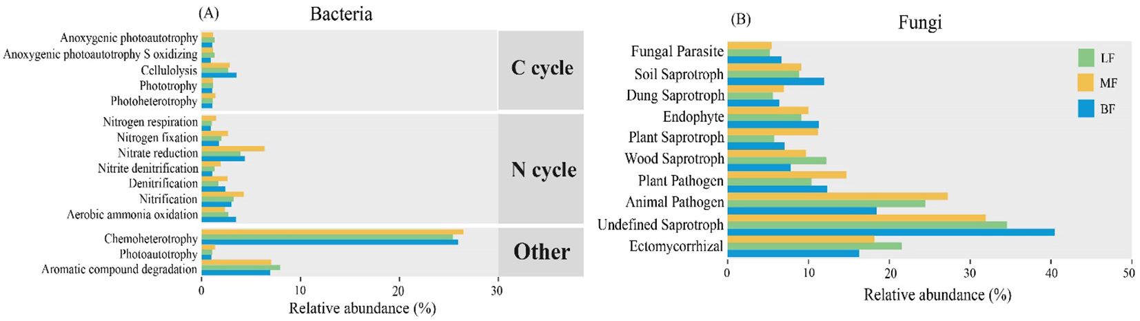 Bar charts compare the relative abundance of bacteria and fungi functions in two panels. Panel (A) shows bacterial functions categorized into C cycle, N cycle, and others, with chemoheterotrophy being the most abundant. Panel (B) depicts fungal functions, with ectomycorrhizal fungi being most abundant. Categories are compared across three sample types: LF (green), MF (orange), and BF (blue).