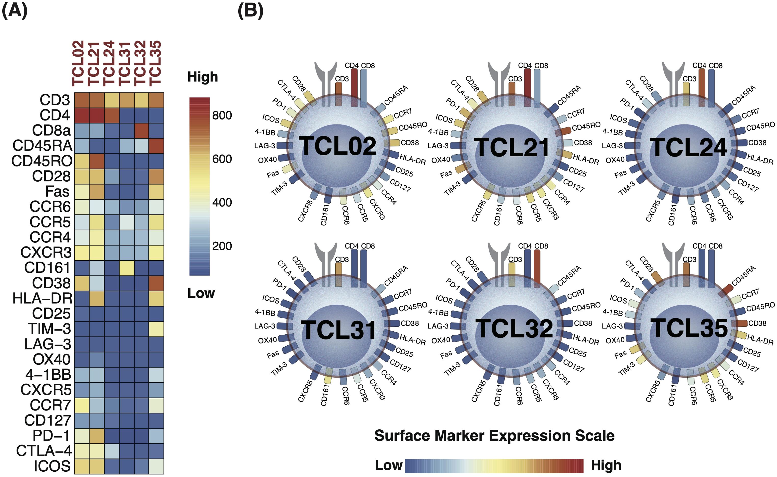 (A) A heatmap showing the expression of various cell surface markers across TCL02, TCL21, TCL24, TCL31, TCL32, and TCL35. Colors range from blue (low expression) to red (high expression). (B) Six circular diagrams labeled TCL02, TCL21, TCL24, TCL31, TCL32, and TCL35 display the levels of different cell surface markers, with a gradient scale from blue (low) to red (high) surrounding each circle.