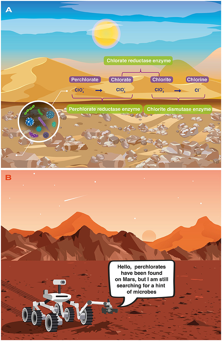 Illustration split into two panels. Panel A depicts a desert landscape under a bright sun, showcasing the chemical breakdown of perchlorate into chlorine in a series of steps facilitated by specific enzymes, with a magnified view of enzymes and cells. Panel B shows a cartoon rover on Mars with a speech bubble stating it is searching for microbes, highlighting perchlorate found on Mars.