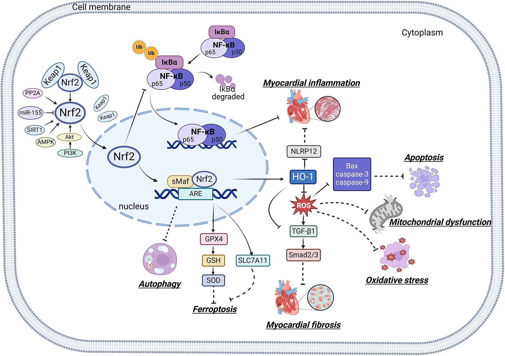 Diagram illustrating the cellular pathways of Nrf2 and NF-κB within the cytoplasm and nucleus. It shows interactions with proteins like Keap1, PI3K, Akt, and others, highlighting processes such as autophagy, ferroptosis, apoptosis, and mitochondrial dysfunction. Key elements include HO-1's role in reducing ROS and influencing myocardial inflammation, fibrosis, and oxidative stress. The pathways are depicted with arrows to show regulatory effects and interactions.