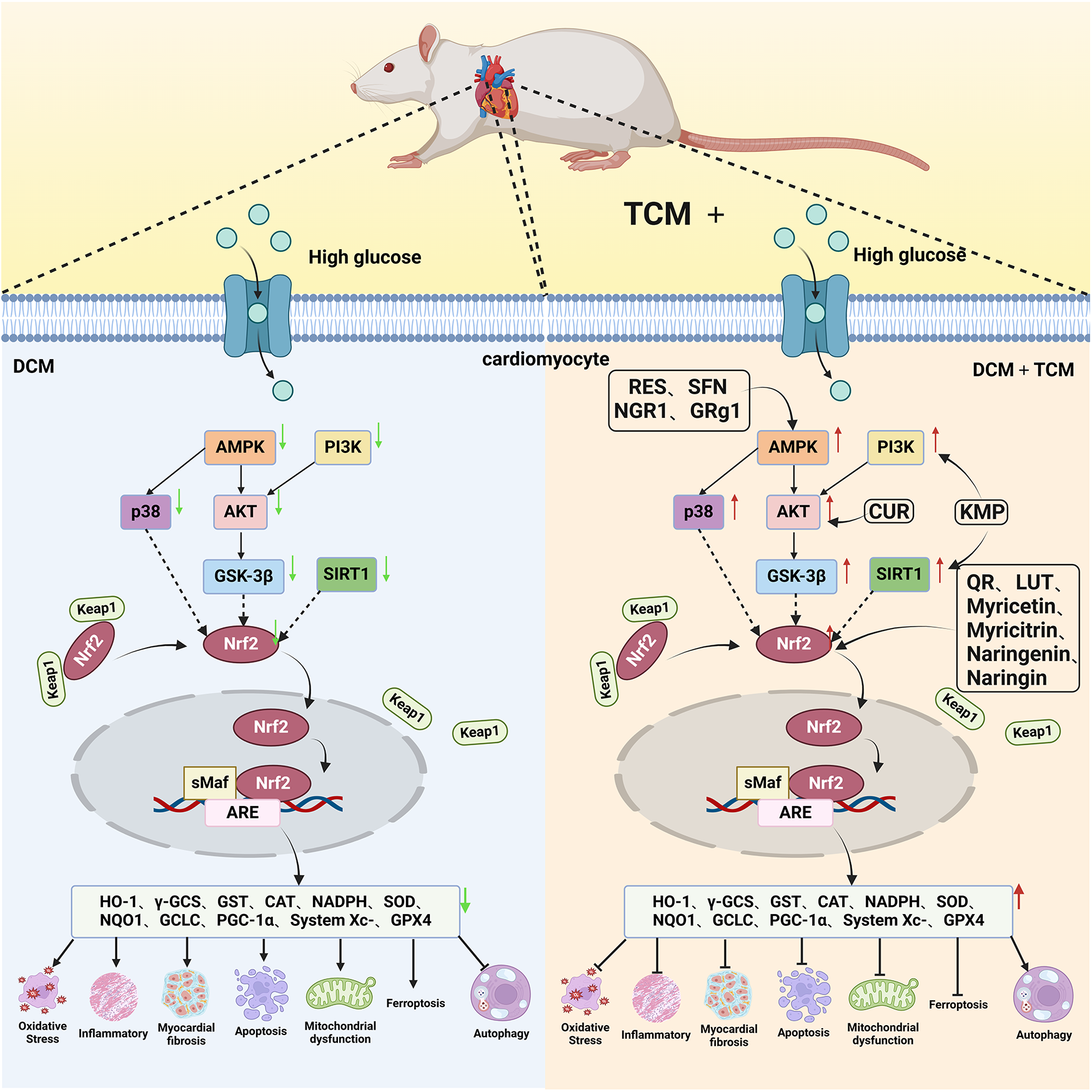 Diagram illustrating the effects of Traditional Chinese Medicine (TCM) and high glucose on diabetic cardiomyopathy (DCM) in a rat model. TCM is shown to modulate various pathways, including AMPK, PI3K, AKT, SIRT1, and Nrf2, resulting in increased antioxidant activities and reduced oxidative stress, inflammation, myocardial fibrosis, apoptosis, and mitochondrial dysfunction. Both diagrams show the cellular processes and the influence of various compounds such as RES, SFN, NGR1, and GRg1, with TCM enhancing protective responses compared to high glucose alone.