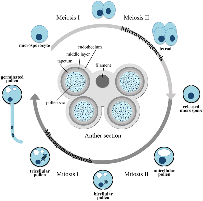 BIOLAB - Préparation Microscopique (Gymnospermes) - Pollen de pin  (ballonnets aérifères)