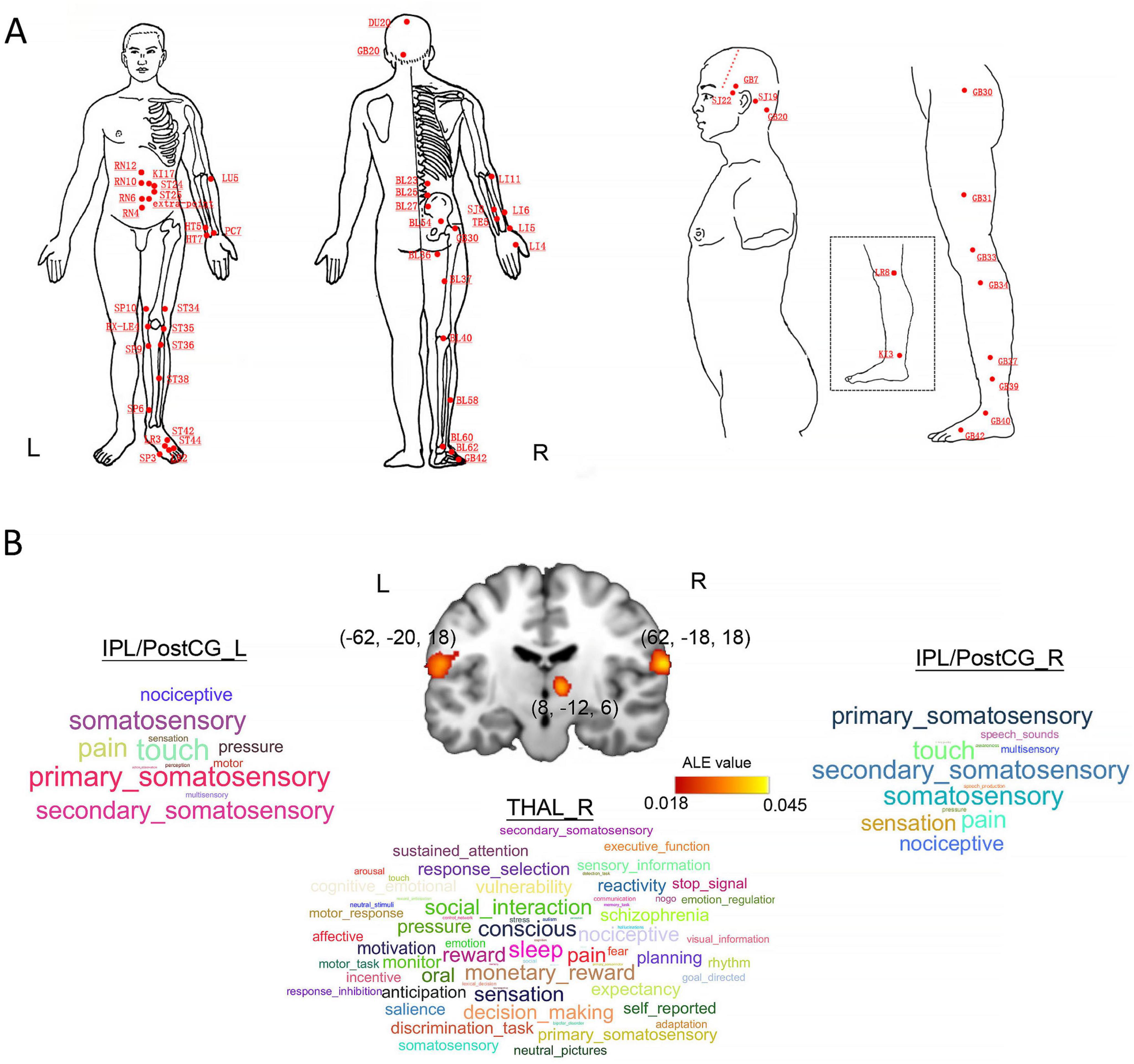 Diagram A shows human body outlines with acupuncture points marked in red for the left and right sides. Diagram B displays a brain scan with highlighted regions corresponding to nociceptive and somatosensory areas. Word clouds illustrate related terms, with the left emphasizing nociceptive and touch, and the right highlighting somatosensory and pain.