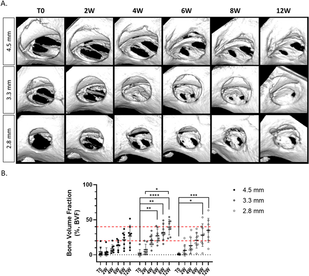 Panel A displays a series of three-dimensional scans over 12 weeks, showing cross-sections in rows labeled 4.5 millimeters, 3.3 millimeters, and 2.8 millimeters at intervals of 0, 2, 4, 6, 8, and 12 weeks. Panel B is a graph showing bone volume fraction percentages over time, comparing different diameter measurements with statistical significance marked by asterisks.