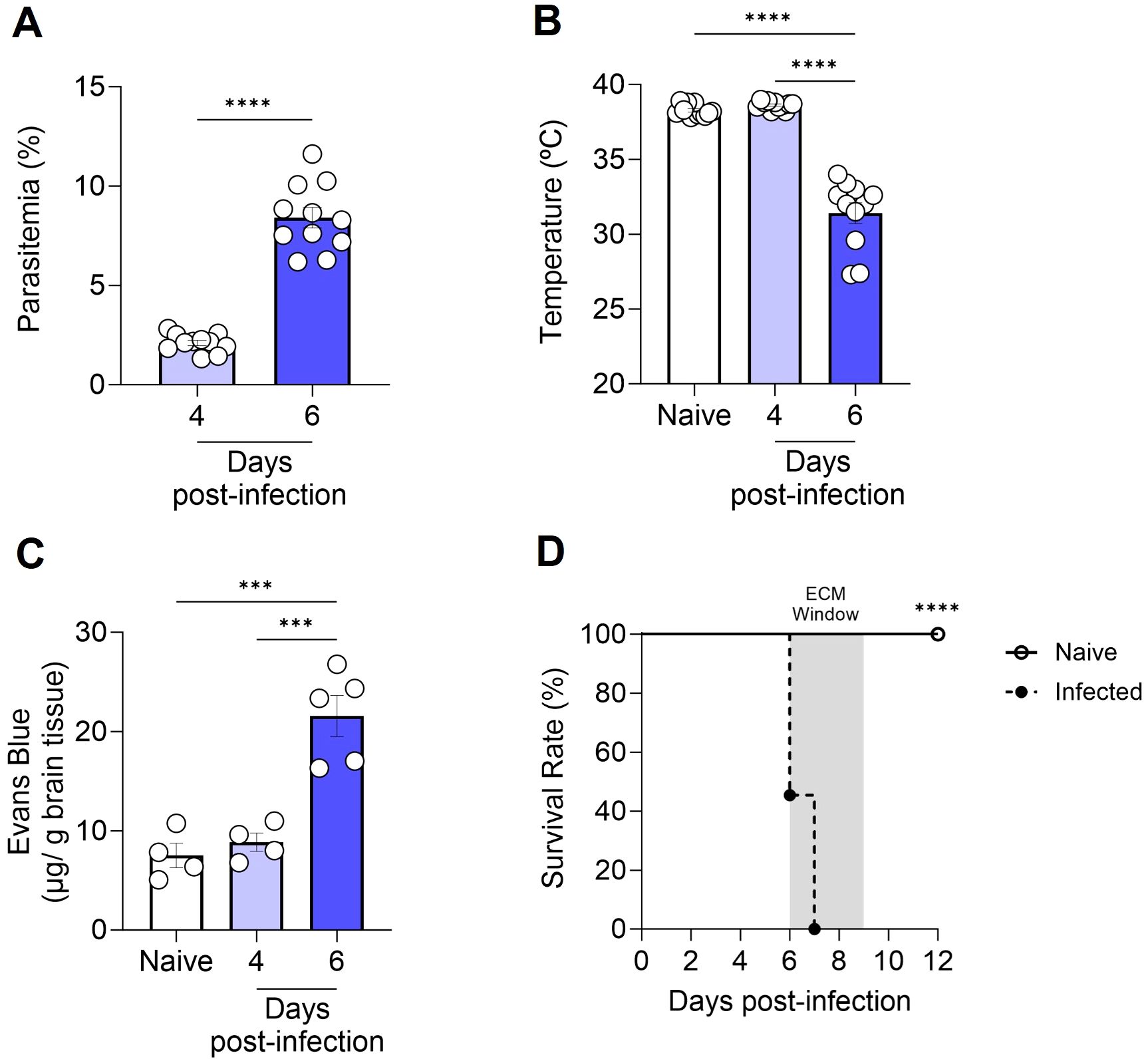 Grouped image with four charts displaying experimental results: A) Bar graph showing an increase in parasitemia from day four to day six post-infection. B) Temperature comparison between naive, day four, and day six post-infection, showing a significant decrease by day six. C) Bar graph showing an increase in Evans Blue dye levels in brain tissue from naive to day six post-infection. D) Survival rate graph showing a rapid decline in infected subjects, reaching zero by day eight post-infection, compared to naive subjects. Statistical significance is indicated with asterisks.