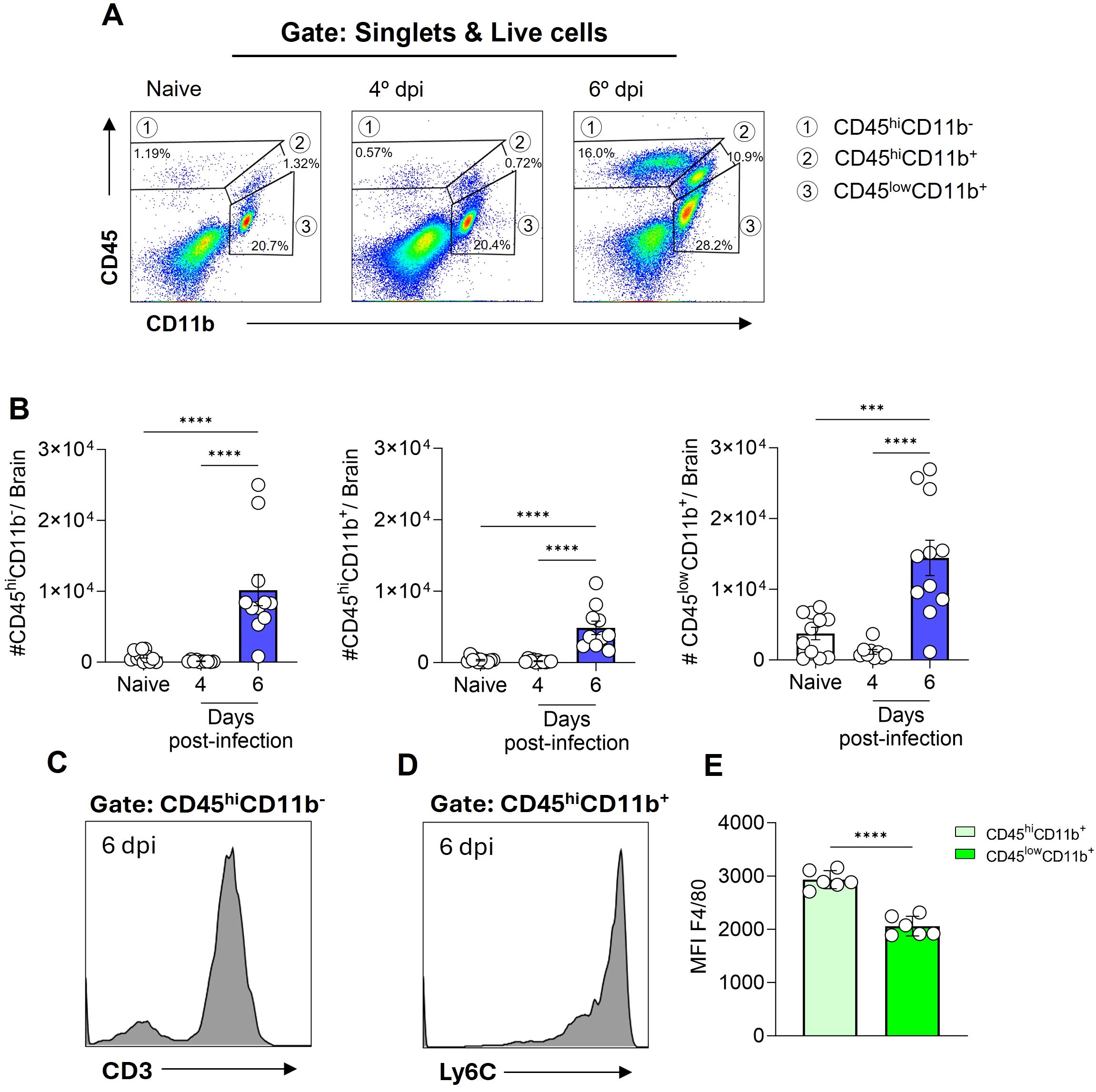 Flow cytometry and bar chart analysis of immune cell populations. Panel A shows scatter plots with CD45 and CD11b markers across naive and post-infection time points. Panel B displays bar graphs comparing cell counts, highlighting significant increases at six days post-infection. Panel C and D reveal histogram data for CD3 and Ly6C in specific cell gates on day six post-infection. Panel E shows a bar chart of mean fluorescence intensity for two different cell populations, with significant differences marked by asterisks.