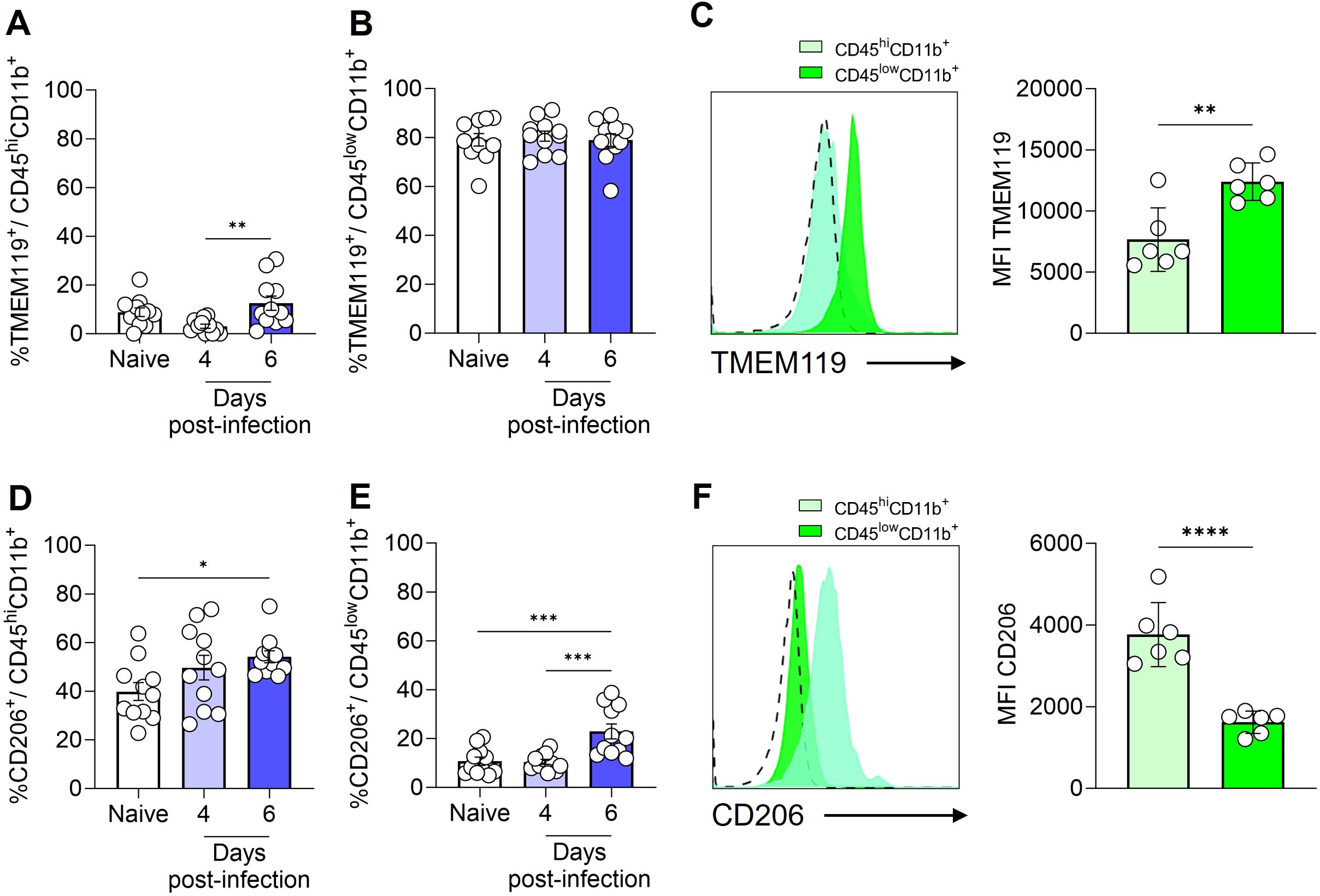 Graphs and histograms showing immune cell marker expression post-infection. Panels A and B depict the percentage of TMEM119+ cells at day 4 and 6. Panel C shows histograms and bar graphs for TMEM119 mean fluorescence intensity (MFI). Panels D and E show the percentage of CD206+ cells. Panel F depicts histograms and MFI for CD206. Statistically significant differences are indicated.