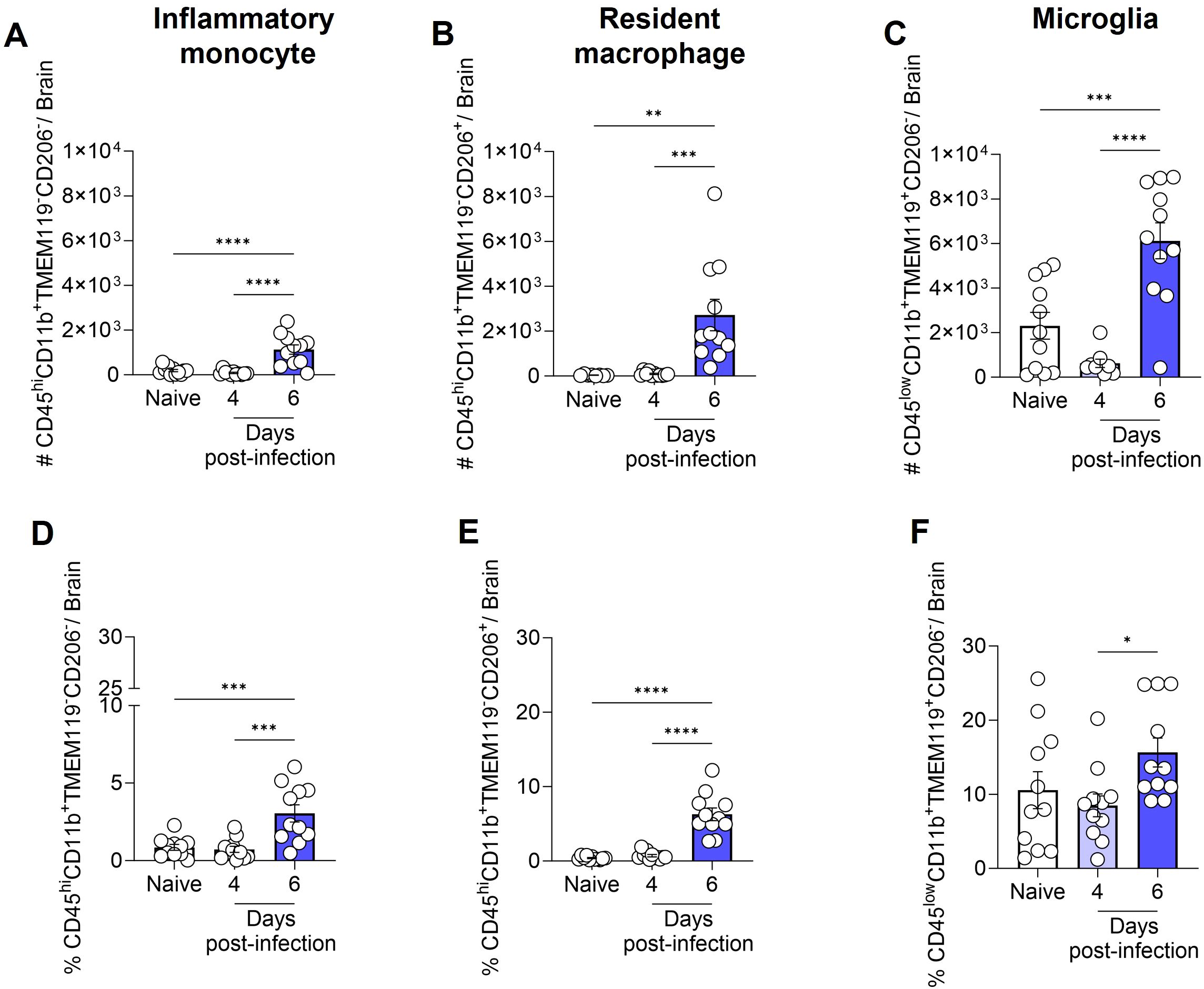 Graphs showing immune cell populations in the brain post-infection over time. Panels A-C illustrate numbers of inflammatory monocytes, resident macrophages, and microglia, respectively. Panels D-F show corresponding percentages. Significant differences are marked with asterisks.
