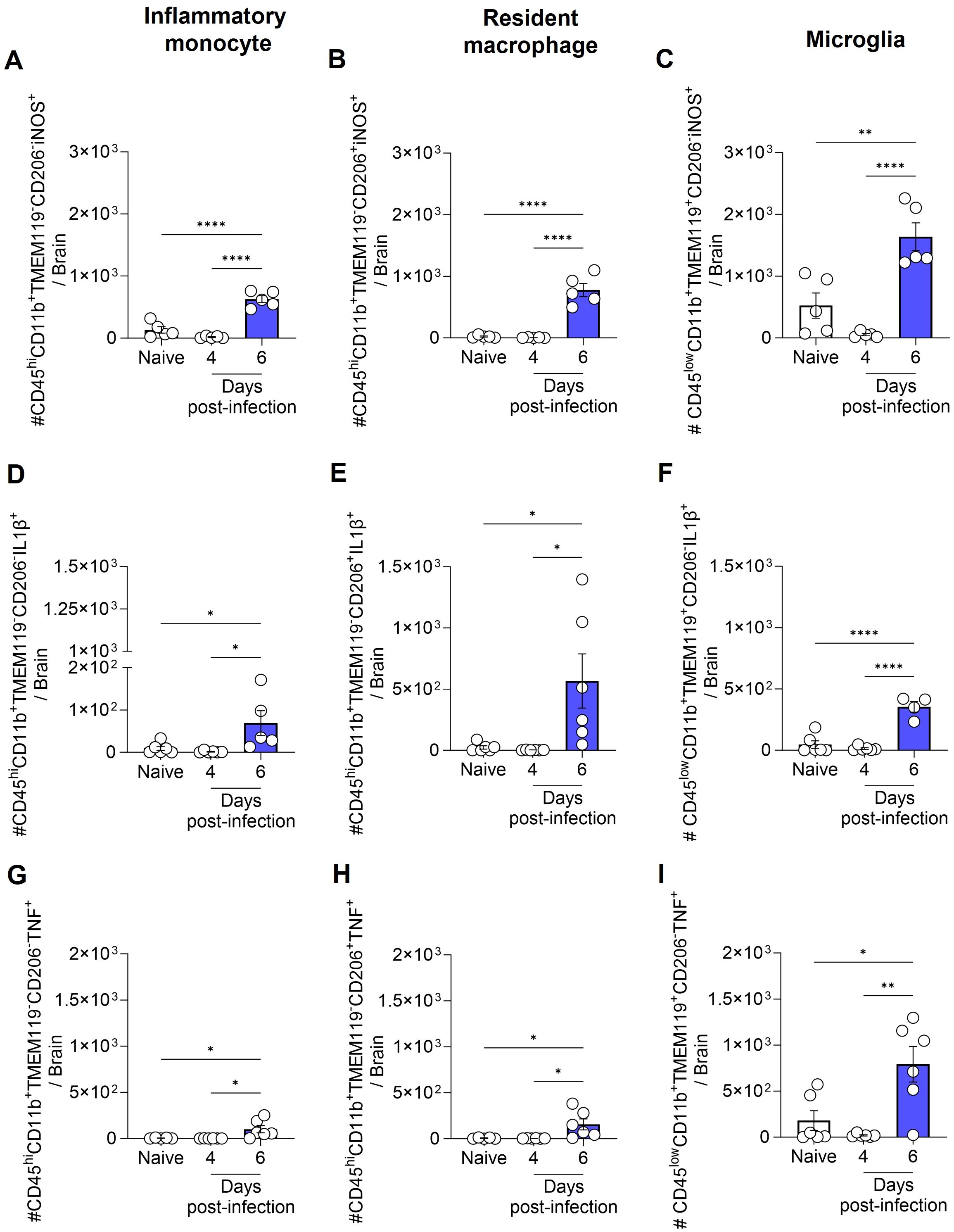 Graph panels A to I showing the number of specific immune cells in the brain at different days post-infection. Panels A, B, and C display CD45⁺CD11b⁺Thy1⁻TMEM119⁻CD206⁺iNOS⁺ and CD45⁺CD11b⁺Thy1⁻TMEM119⁺CD206⁺iNOS⁺ cell counts, indicating a significant increase on day six post-infection. Panels D to F, and G to I show changes in CD206⁺IL1β⁺ and CD206⁺TNF⁺ cells, with specific markers and time points indicating statistical significance. Error bars represent standard error, with significance levels marked by asterisks.