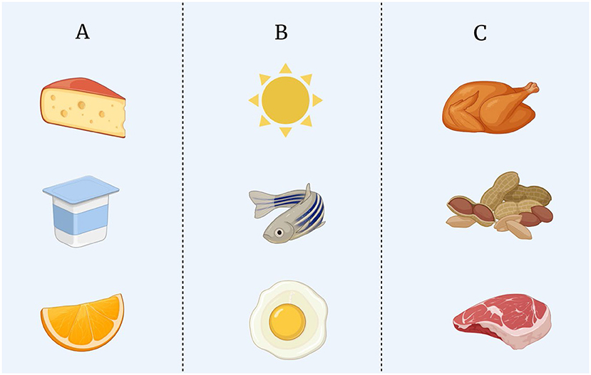 Figure 3 - Foods for strong bones are those that include (A) calcium, (B) vitamin D, and (C) protein.