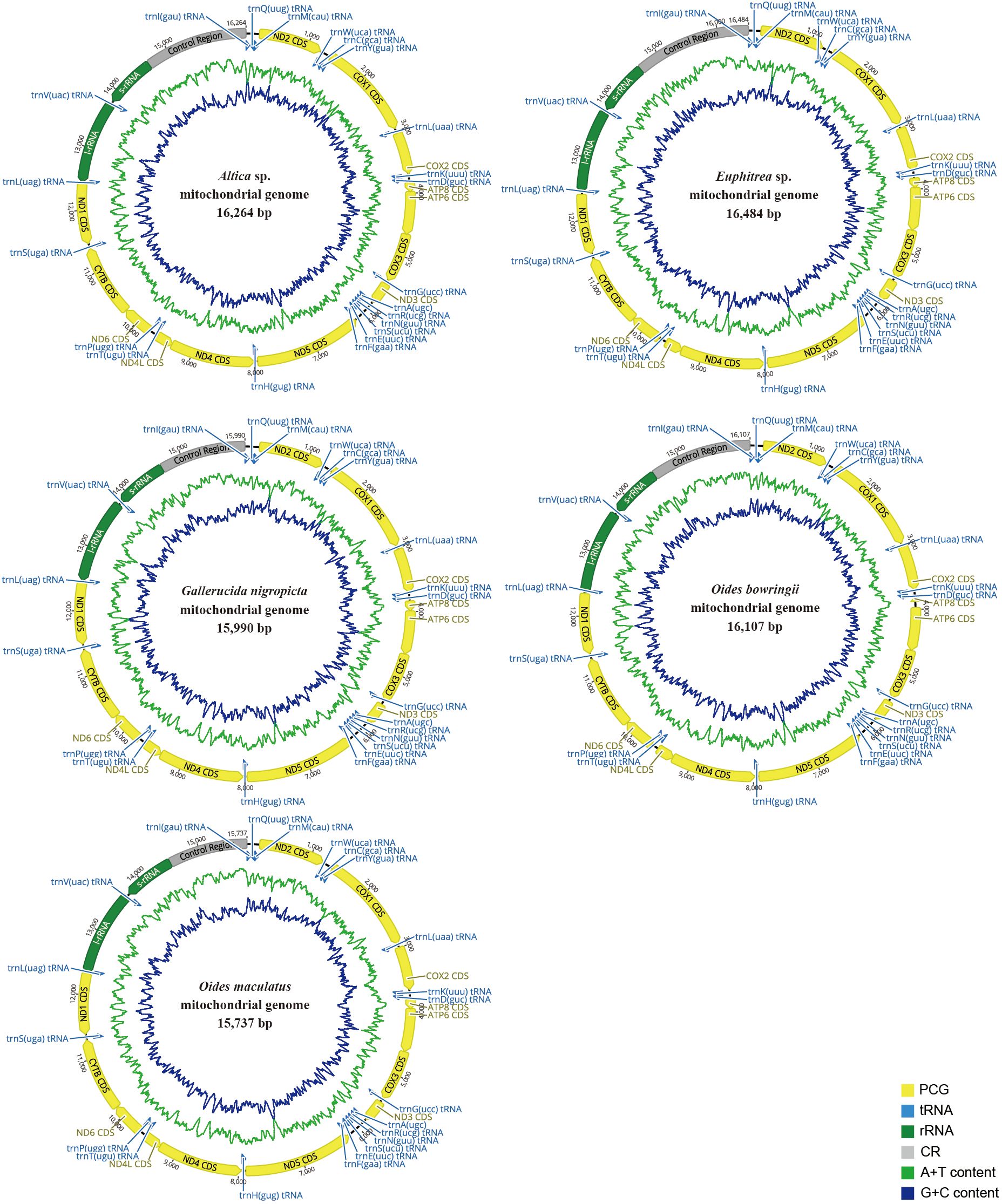 Five circular mitochondrial genomes are presented. Orientation of gene transcription is indicated by arrows. Each circle displays genes categorized by color: protein-coding genes (PCG) in yellow, tRNA in blue, rRNA in green, and control regions (CR) in gray. A green line in the circle shows the A+T content, and a blue line shows the G+C content.