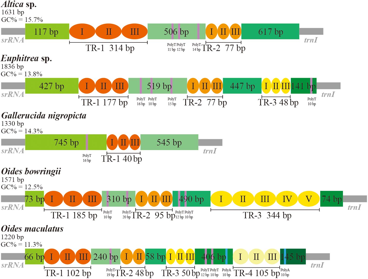 Nucleotide sequences showing organization of control regions in the complete mitochondrial genomes of five Galerucinae species. Gray blocks represent srRNA and trnI genes. Orange and yellow blocks indicate tandem repeats. Purple and blue blocks denote poly-T and poly-A regions, respectively.