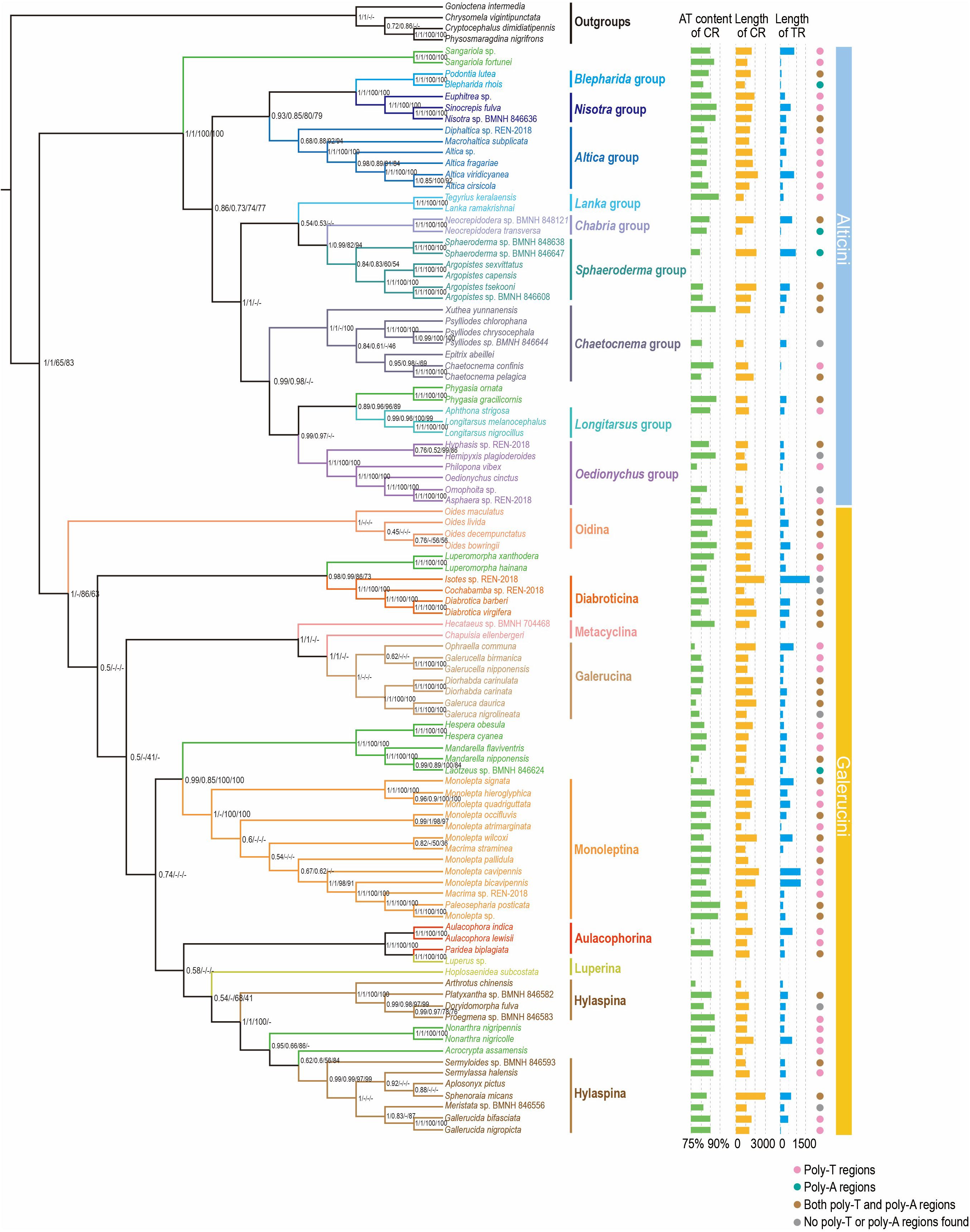 Phylogenetic tree illustrating evolutionary relationships among various taxonomic groups, with specific taxa labeled beside their branches. Phylogenetic tree inferred via PhyloBayes and maximum likelihood (ML) analysis based on the PCGRNA and PCG12RNA datasets. The nodal support (from left to right) indicates the Bayesian posterior probabilities of PCGRNA/PCG12RNA and ML bootstrap values of PCGRNA/PCG12RNA. “-” indicates node support values below 0.50. Data on AT content, length of the control region (CR) and length of the tandem repeats (TR) are presented alongside. “Poly-T” and “poly-A” regions are represented with specific symbols, indicating their distribution across the taxa.
