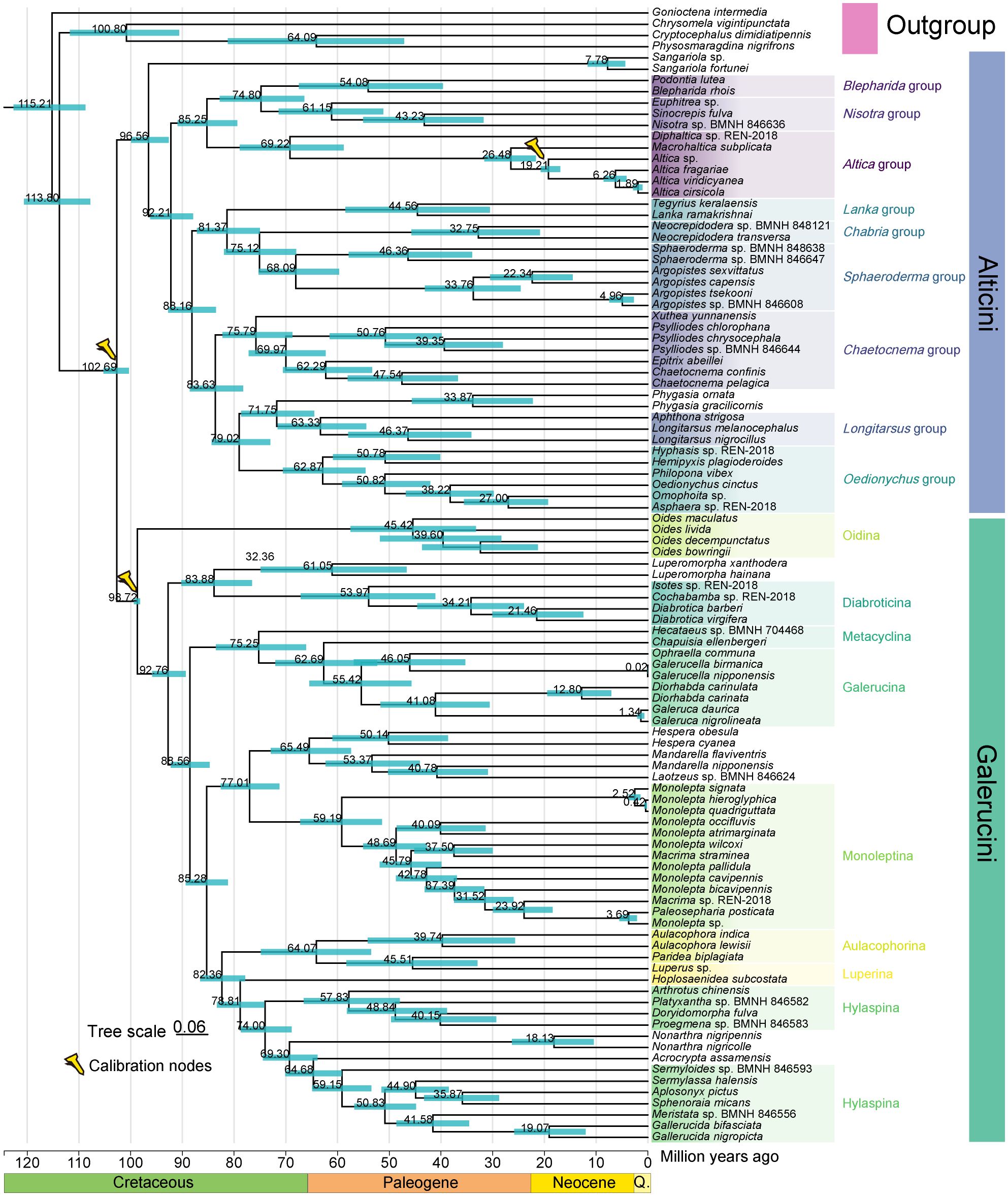 Time-calibrated phylogeny for Galerucinae, with branching points indicating divergence over time. Divergence times were inferred in MCMCTree with three fossil calibration points. The tree topology is based on the results of the ML analysis and PCGRNA dataset. Nodes on the chronogram represent means of the probability distributions for node ages with time intervals for 95% probability of actual age represented as blue horizontal bars. Labels indicate distinct groups such as the Alticini and Galerucini, categorized further into subgroups. The timeline at the bottom displays geological eras, from the Cretaceous to the Quaternary, with age estimates in millions of years. The overall scale of the tree is 0.06, reflecting the relative lengths of branches to evolutionary time.