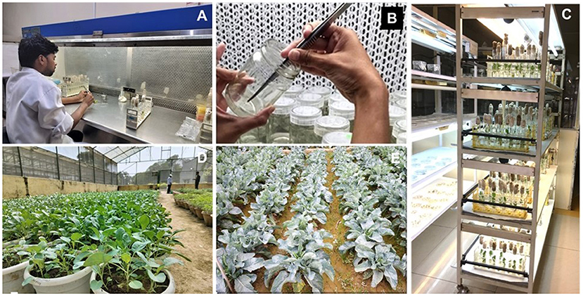 A montage of five images labeled A to E. A: A person working in a laboratory with a plant under a fume hood. B: Close-up of hands using tweezers to handle plant samples in jars. C: Multiple shelves with jars containing plants in a controlled environment. D: Potted plants growing in an outdoor greenhouse. E: Rows of leafy plants growing in soil.
