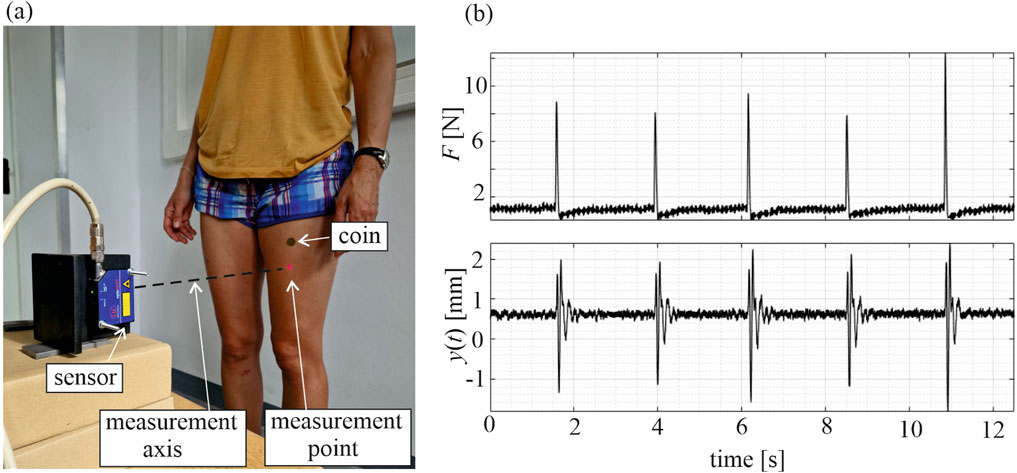 Part (a) shows a person standing with a coin attached to their thigh, indicating the tapping point. A sensor device is positioned nearby with a dashed line marking the measurement axis. Part (b) features two graphs; the top graph displays force over time in newtons, and the bottom graph shows displacement over time in millimeters, both with periodic spikes.