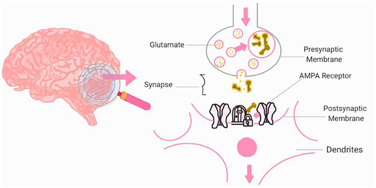 Diagram illustrating neurotransmitter release at a synapse. Two panels show the process where neurotransmitters are released from synaptic vesicles, cross the synaptic cleft, and bind to receptors on the postsynaptic membrane.