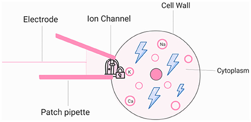 Diagram illustrating a patch-clamp technique where an electrode connects to an ion channel through a patch pipette. It shows a cell's cytoplasm with labeled ions: sodium (Na), potassium (K), and calcium (Ca). The cell wall is indicated.