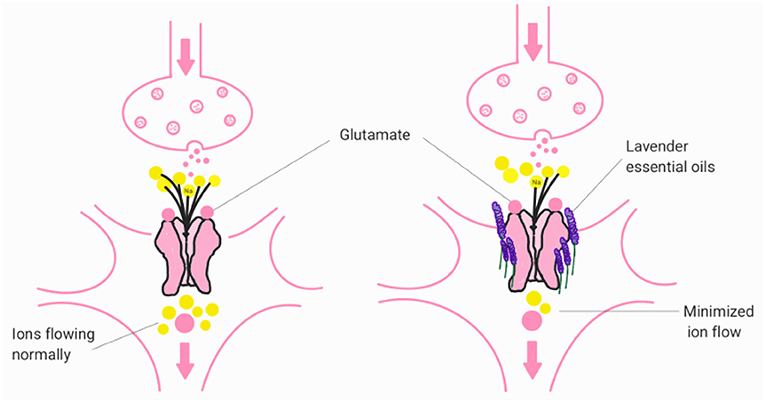Diagram illustrating a synaptic transmission process. A brain is shown with a highlighted neuron, detailing components like dendrites, cell body, axon, myelin sheath, and node of Ranvier. At the synaptic cleft, vesicles release neurotransmitters (glutamate) towards the postsynaptic wall with AMPA receptors. Dendrites extend from the postsynaptic side.