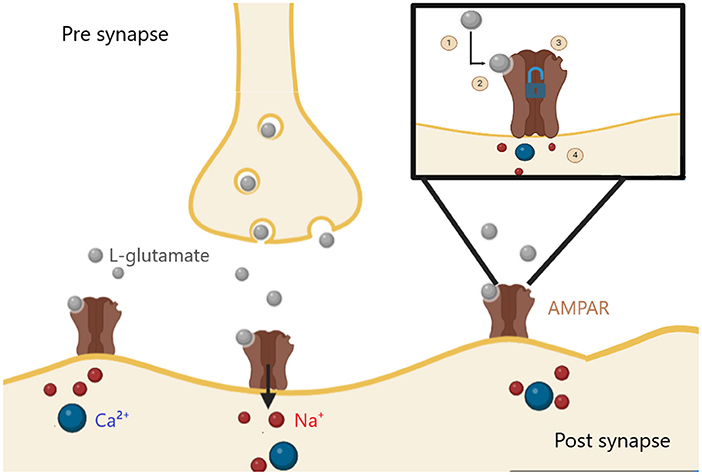 Illustration depicting a brain with a split expression: sad on the left, happy on the right. Below, two diagrams show synaptic activity. The left side has reduced calcium ions and no lipoic acid, indicating less synaptic activity. The right side shows increased calcium, lipoic acid, and L-glutamate activity at the synapse, suggesting enhanced function.