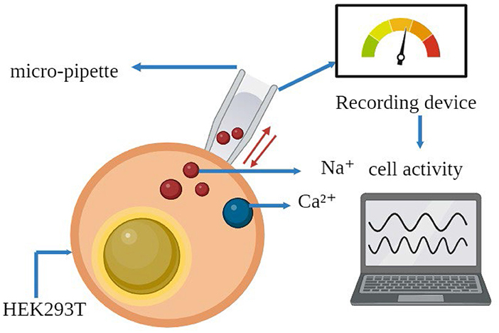 Diagram showing the use of a micro-pipette interacting with a HEK293T cell. Sodium (Na⁺) and calcium (Ca²⁺) ions are indicated with arrows. A recording device measures cell activity, represented on a computer screen with wave patterns.