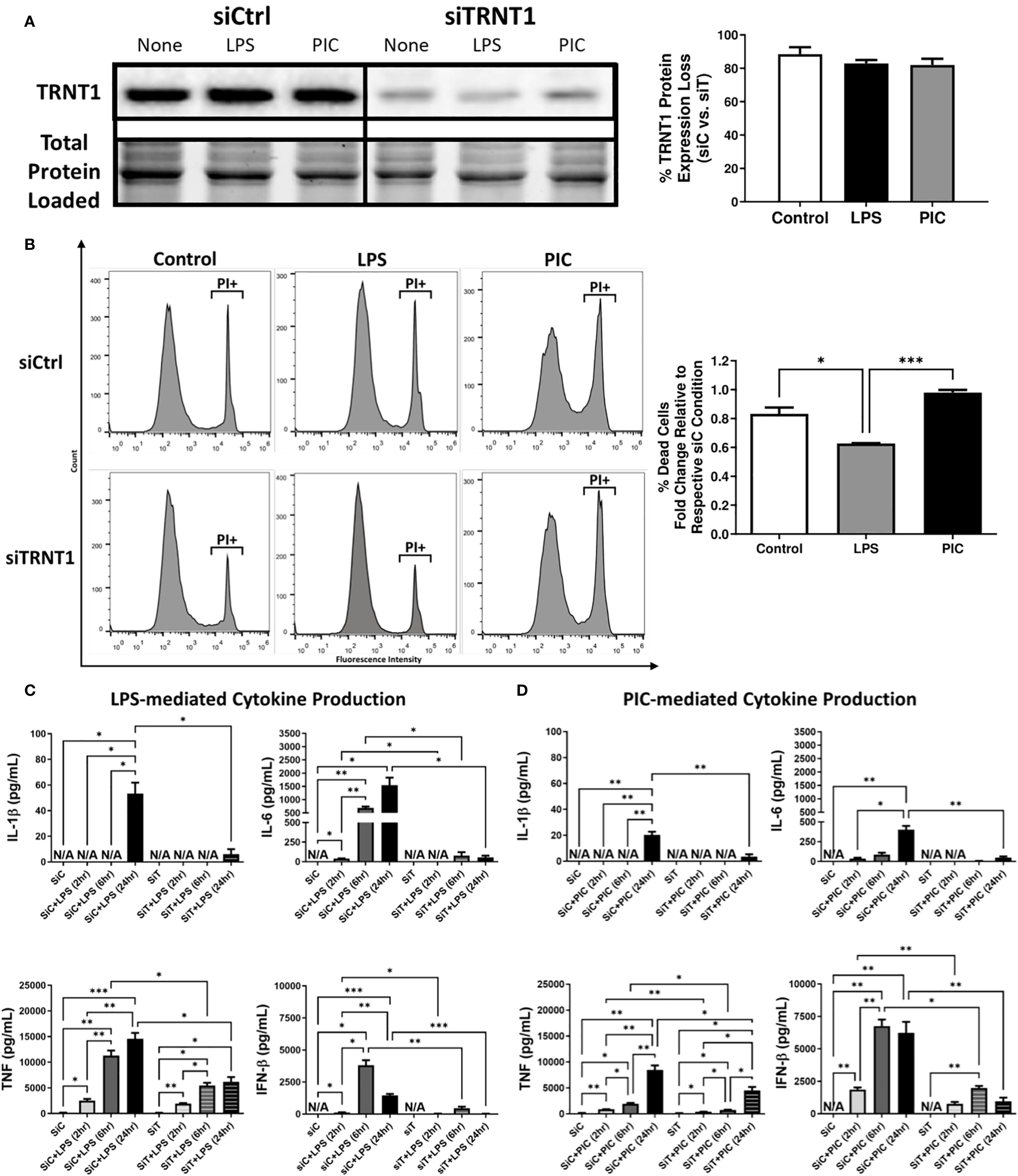 Western blot and bar graph analyses in section A show TRNT1 protein expression levels in siCtrl and siTRNT1 treatments with LPS and PIC. Section B includes flow cytometry histograms and a bar graph indicating percentage of dead cells, showing a significant increase with LPS and PIC treatment. Sections C and D feature bar graphs of cytokine production under LPS and PIC stimulation, comparing IL-1β, IL-6, TNF, and IFN-β levels across different conditions, highlighting significant differences indicated by asterisks.