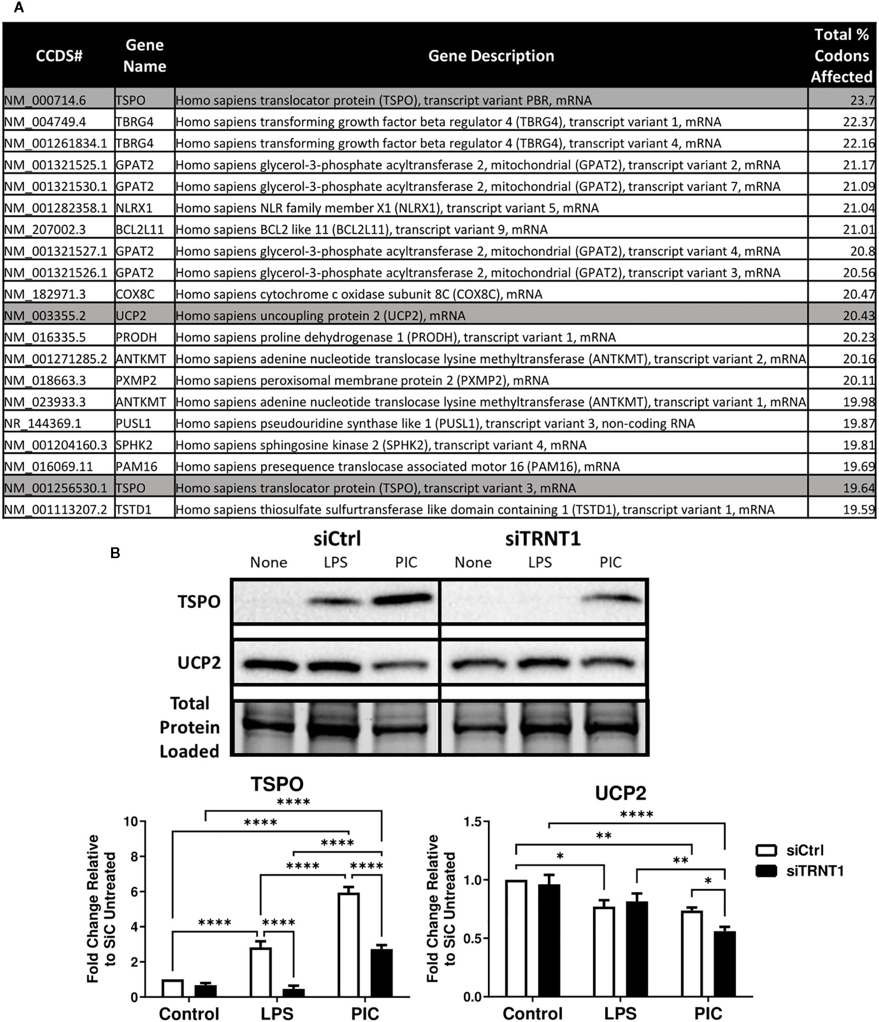 A table and a series of gel blots and bar graphs outline gene expression analyses. Panel A lists genes, descriptions, and codon percentages, with TSPO at the top. Panel B shows gel blots for TSPO, UCP2, and total protein across various treatments (None, LPS, PIC) with siCtrl and siTRNT1. Below, bar graphs display fold changes in TSPO and UCP2 expression, with significant differences marked by asterisks.