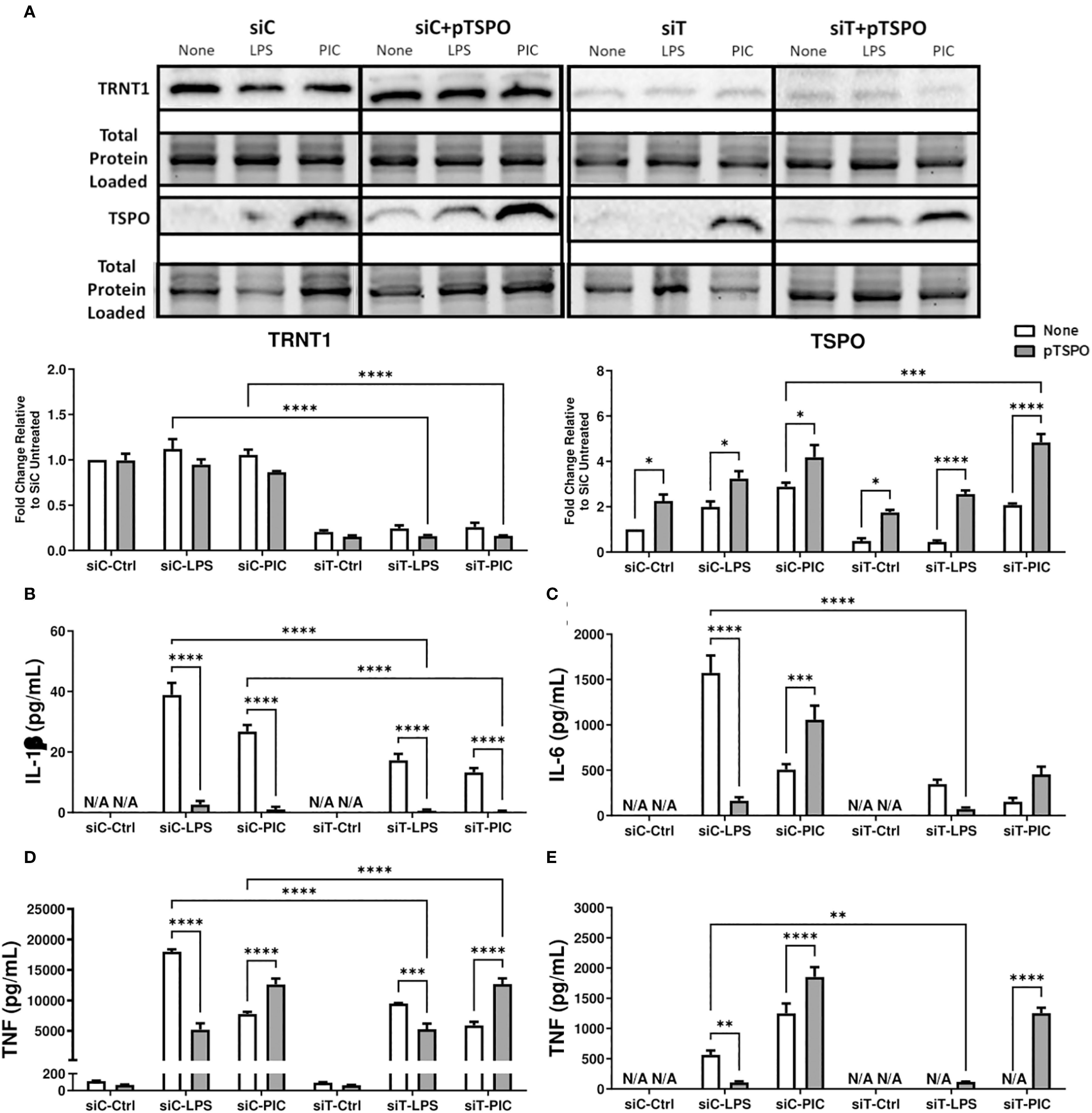 Scientific study results are presented with Western blot images and bar graphs displaying protein expression levels of TRNT1 and TSPO. Bar graphs labeled A to E show fold changes or cytokine concentrations (IL-1β, IL-6, TNF) in various experimental groups (siC, siC+pTSPO, siT, siT+pTSPO) under different treatments (None, LPS, PIC). Statistical significance is indicated by asterisks, with multiple comparisons.