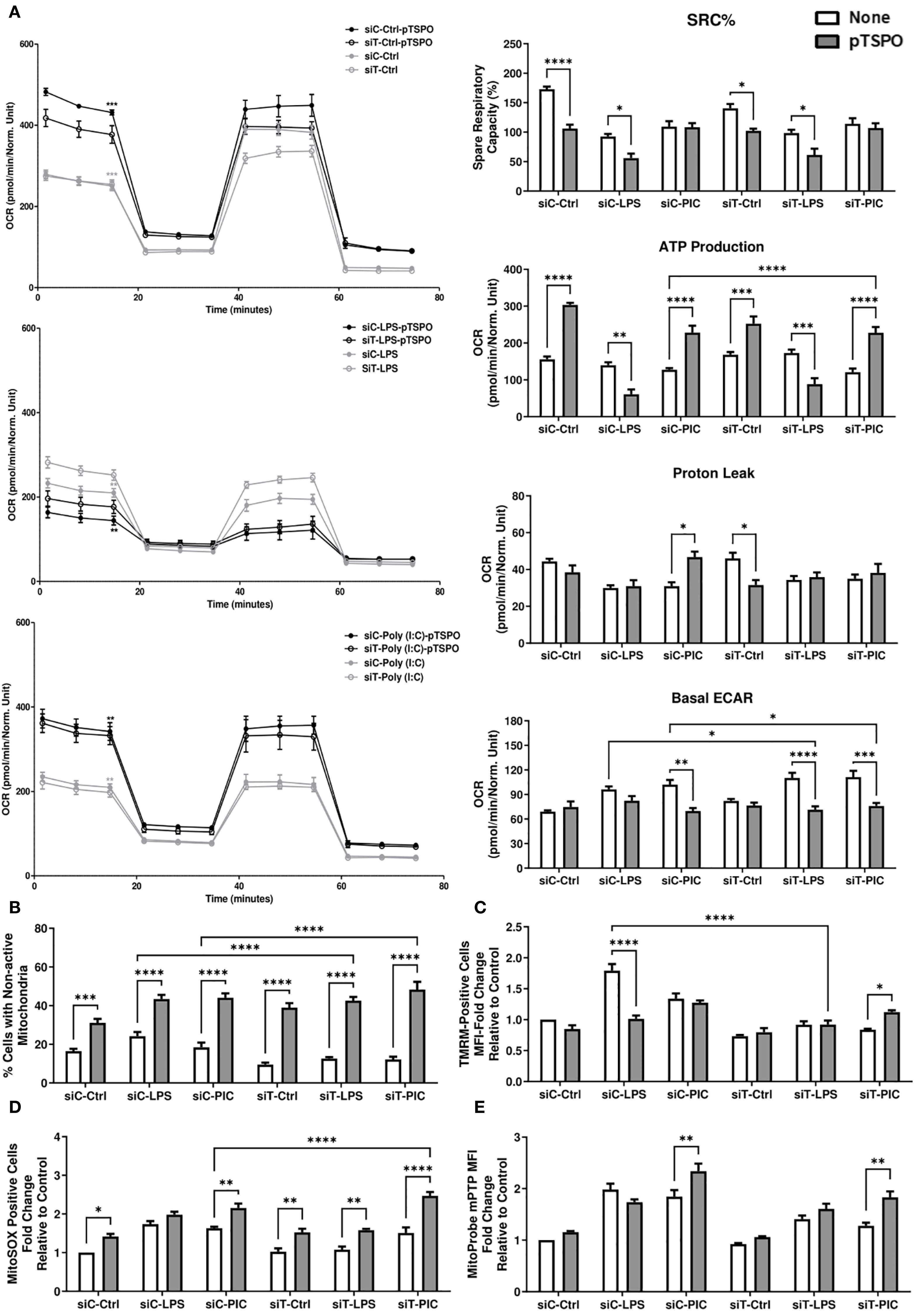 A composite image displaying scientific graphs and bar charts related to mitochondrial function. The top panels show graphs of oxygen consumption rate (OCR) over time under different conditions, such as siC-Ctrl, siT-Ctrl, siC-Poly, and others, with indicators for treatment types. The right panels display bar charts illustrating metrics like Spare Respiratory Capacity (SRC%), ATP Production, Proton Leak, and Basal Extracellular Acidification Rate (ECAR). Bottom panels (B to E) show bar charts representing percentages or mean fluorescence intensity for various cell assays. Asterisks indicate statistical significance levels.