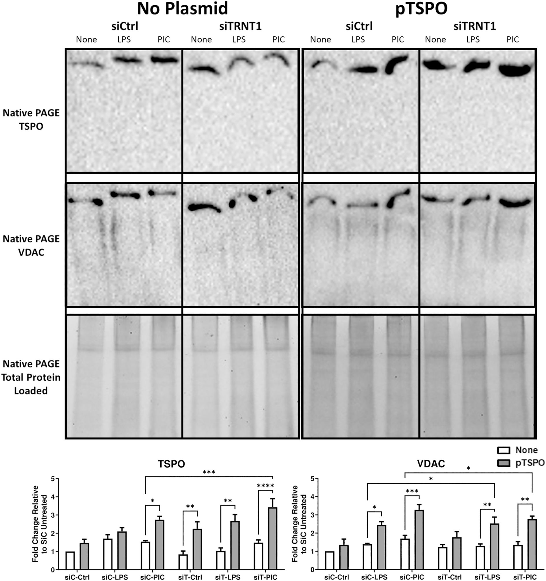 Western blot analysis comparing the expression of TSPO and VDAC across different conditions without and with the pTSPO plasmid. Conditions include siCtrl and siTRNT1 with treatments: None, LPS, and PIC. The loaded protein panels verify equal loading. Bar graphs below show fold changes in TSPO and VDAC expression relative to untreated controls, indicating significant differences with asterisks for statistical significance.