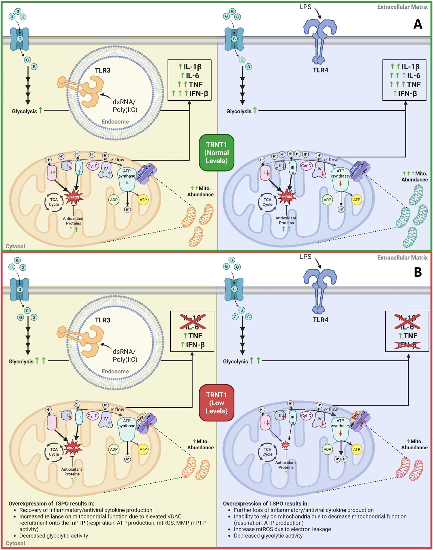 Diagram comparing cellular pathways in normal (A) and low TRNT1 levels (B). Panel A shows TLR3 and TLR4 activation leading to increased cytokines (IL-1β, IL-6, TNF, IFN-β) and normal mitochondrial function. Panel B shows reduced cytokine production and impaired mitochondrial function with increased TSPO expression. Both panels include glycolysis increase and mitochondrial abundance changes. Descriptive notes on the impact of TSPO overexpression are provided below each panel.