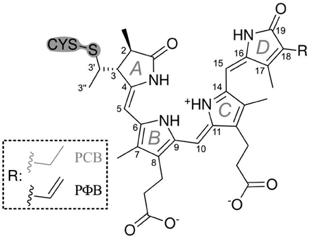 Frontiers | Conformational heterogeneity of the Pfr chromophore in ...