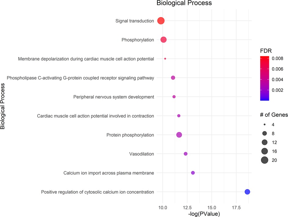 Dot plot visualizing enriched biological processes, with each dot representing a process plotted by statistical significance (negative log P-value) on the x-axis. Dot size reflects the number of genes involved, and color indicates false discovery rate, ranging from red (higher FDR) to blue (lower FDR). Most significant processes include signal transduction, phosphorylation, and calcium ion regulation