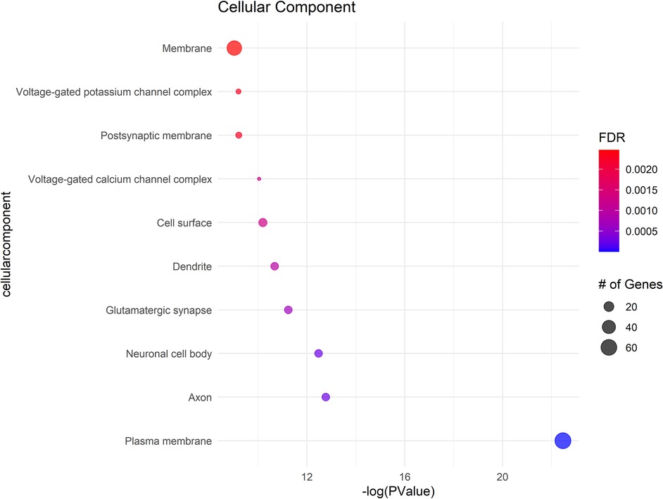 Dot plot displaying enriched cellular components, with each dot representing a component plotted by statistical significance (negative log P-value) on the x-axis. Dot size corresponds to the number of associated genes, and color denotes false discovery rate, from red (higher FDR) to blue (lower FDR). Key components include plasma membrane, axon, and membrane, with plasma membrane showing the strongest significance and largest gene involvement